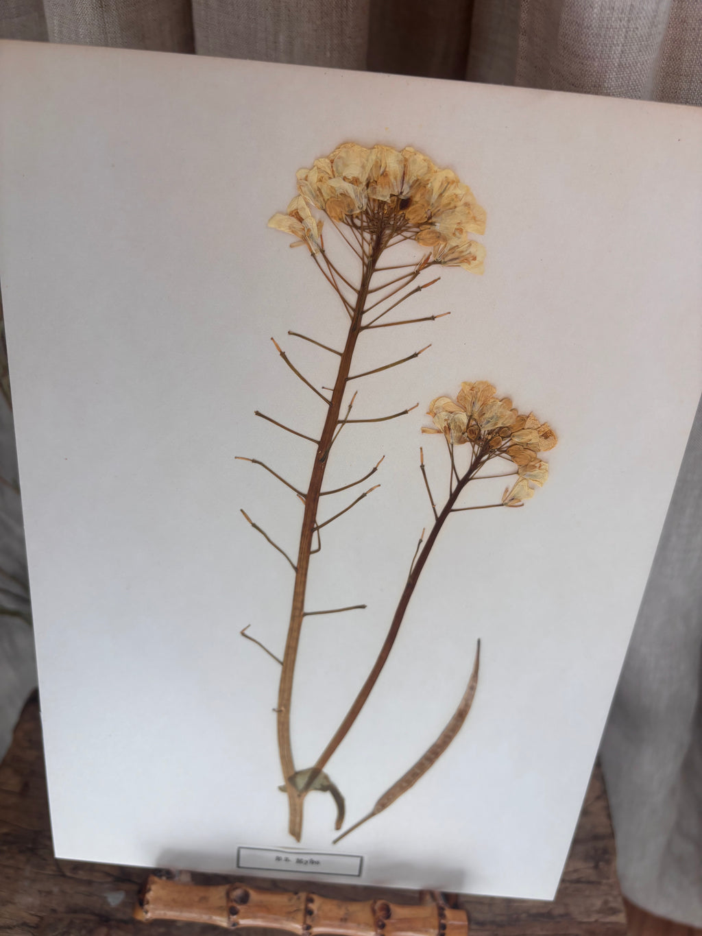 Vintage Pressed Swedish Herbarium B.3. Rybs (Turnip Rape)