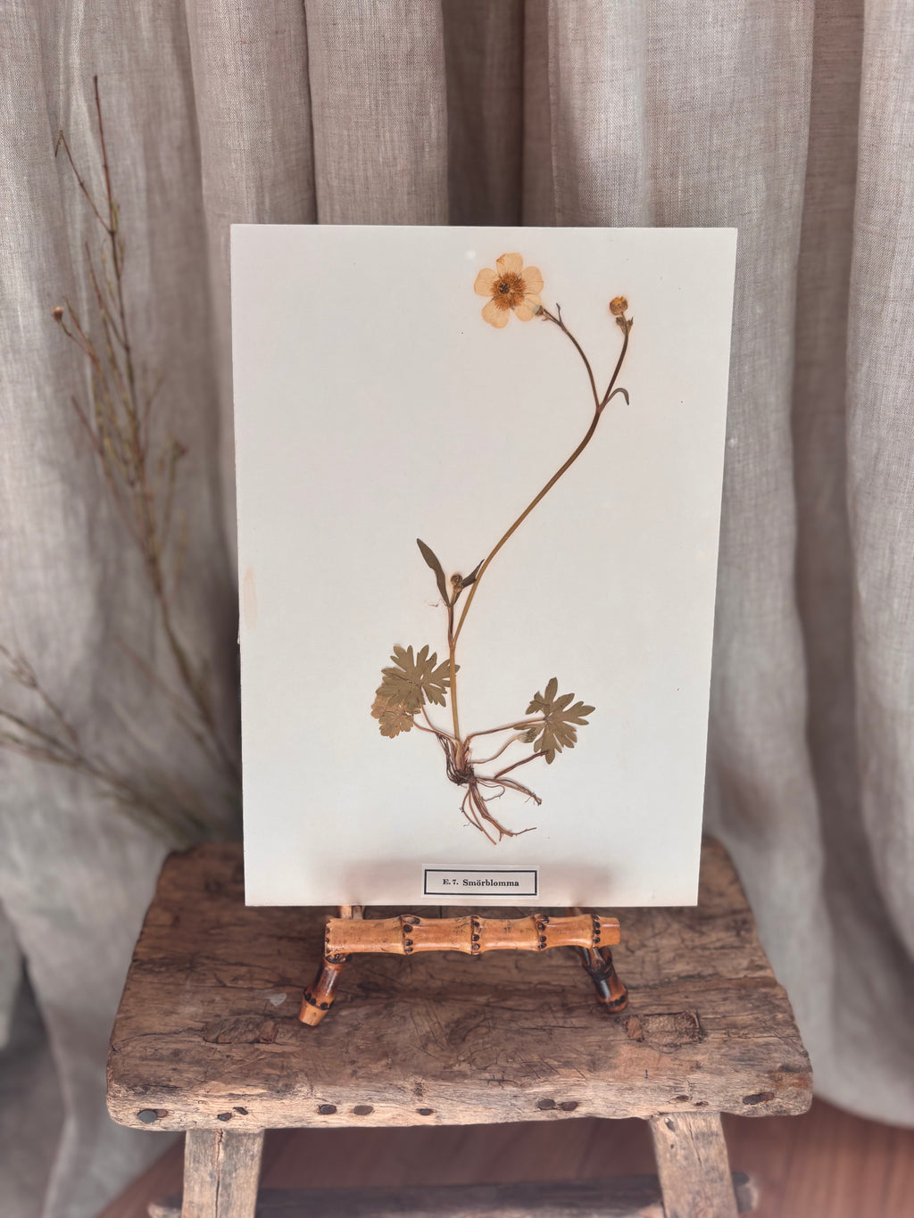 Vintage Pressed Swedish Herbarium E.7. Smörblomma (Buttercup)