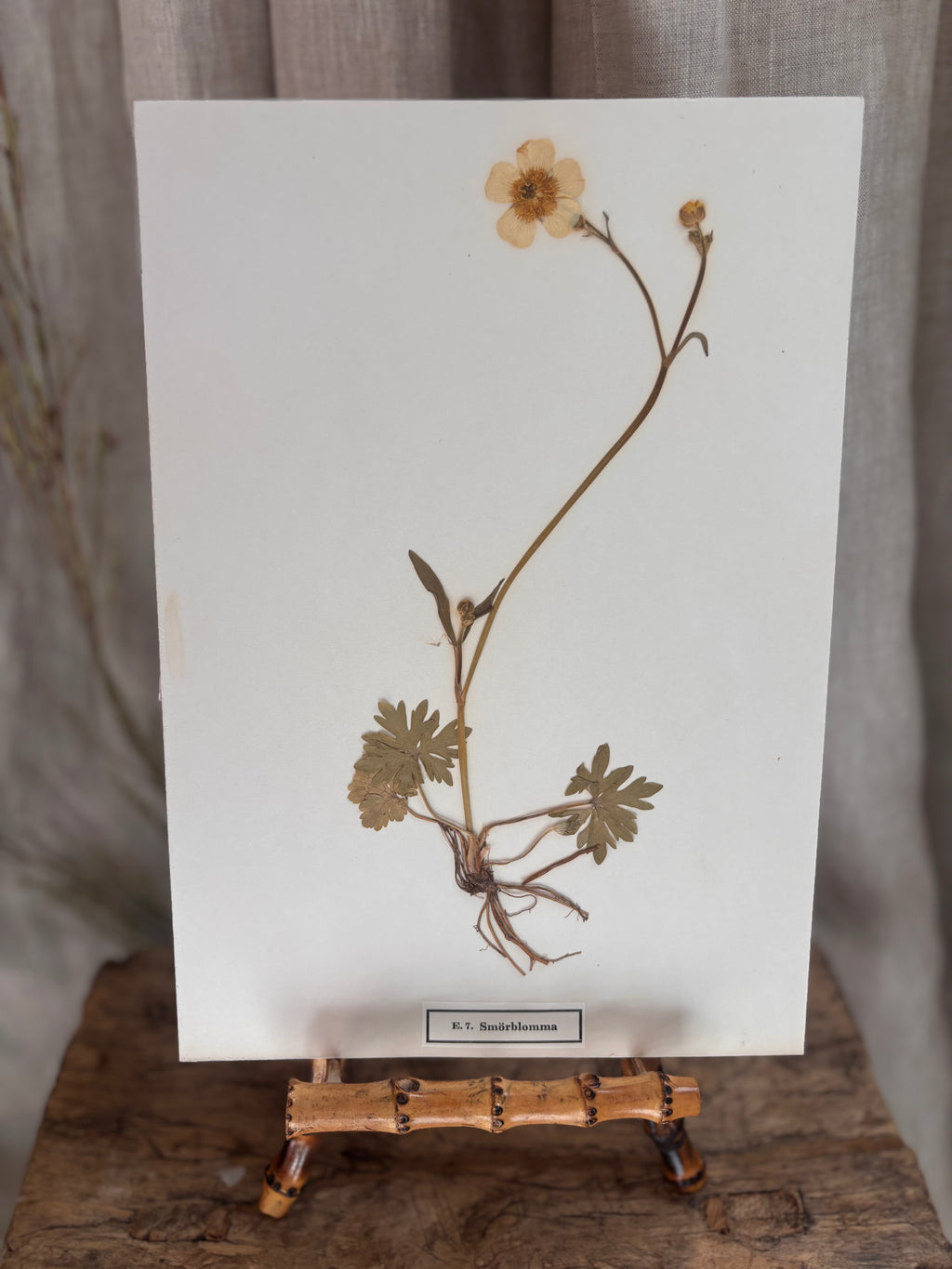 Vintage Pressed Swedish Herbarium E.7. Smörblomma (Buttercup)
