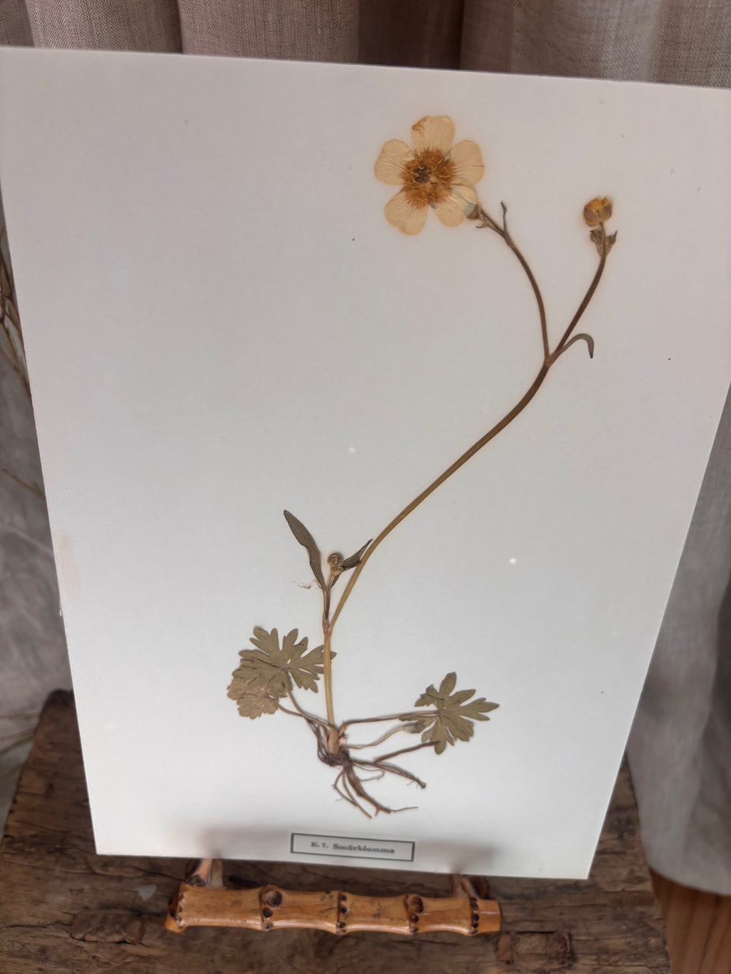 Vintage Pressed Swedish Herbarium E.7. Smörblomma (Buttercup)