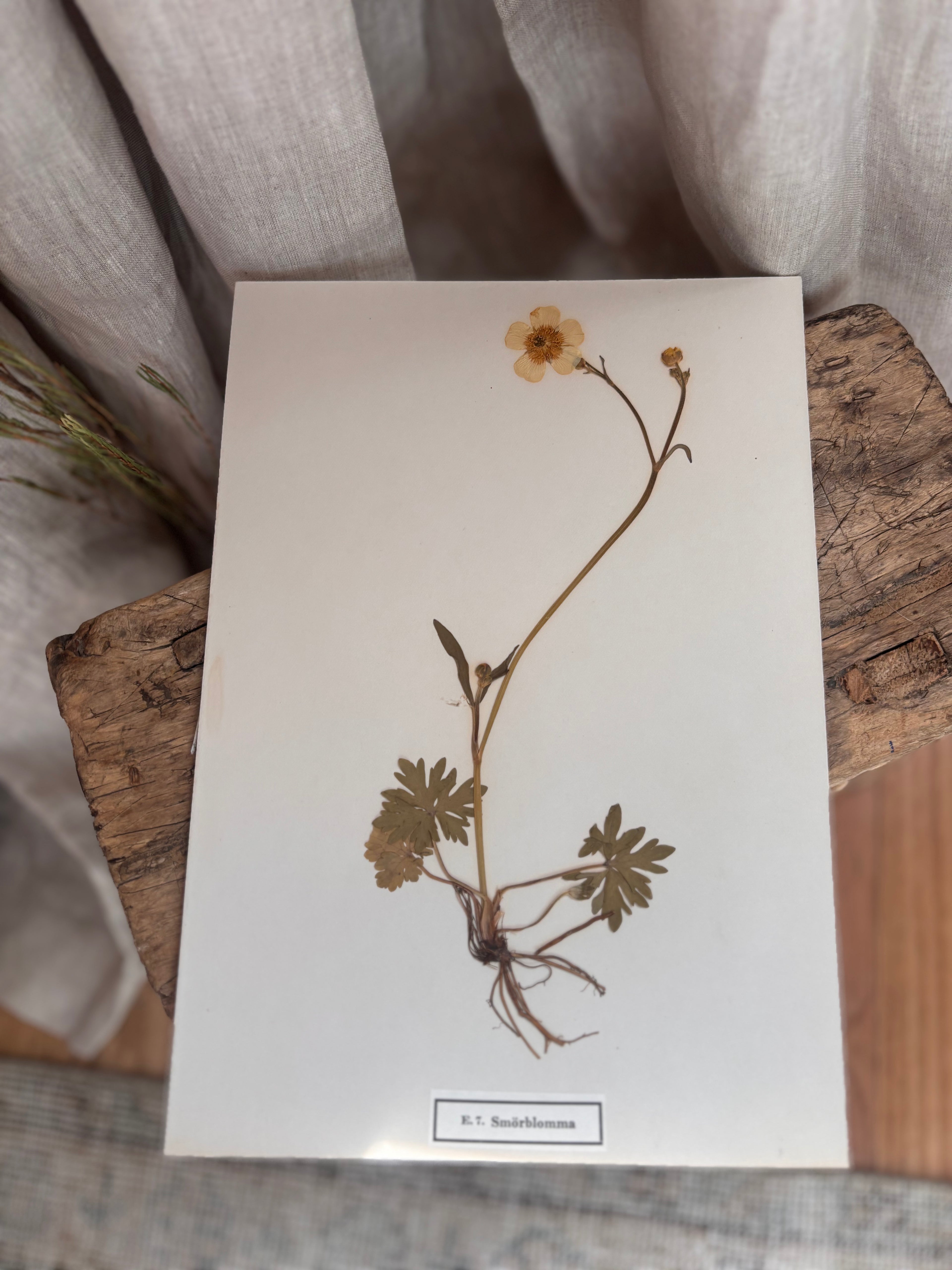 Vintage Pressed Swedish Herbarium E.7. Smörblomma (Buttercup)