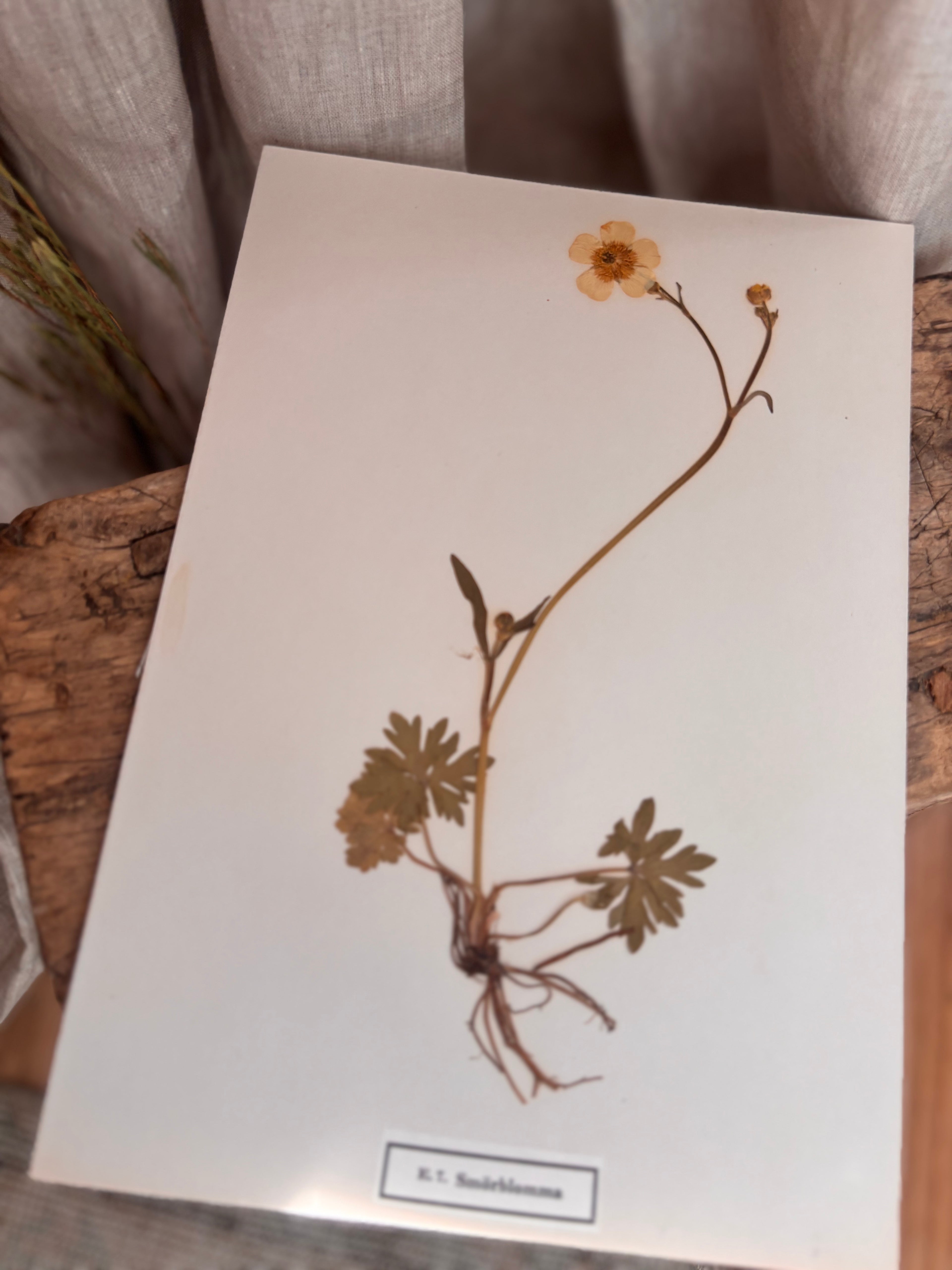 Vintage Pressed Swedish Herbarium E.7. Smörblomma (Buttercup)