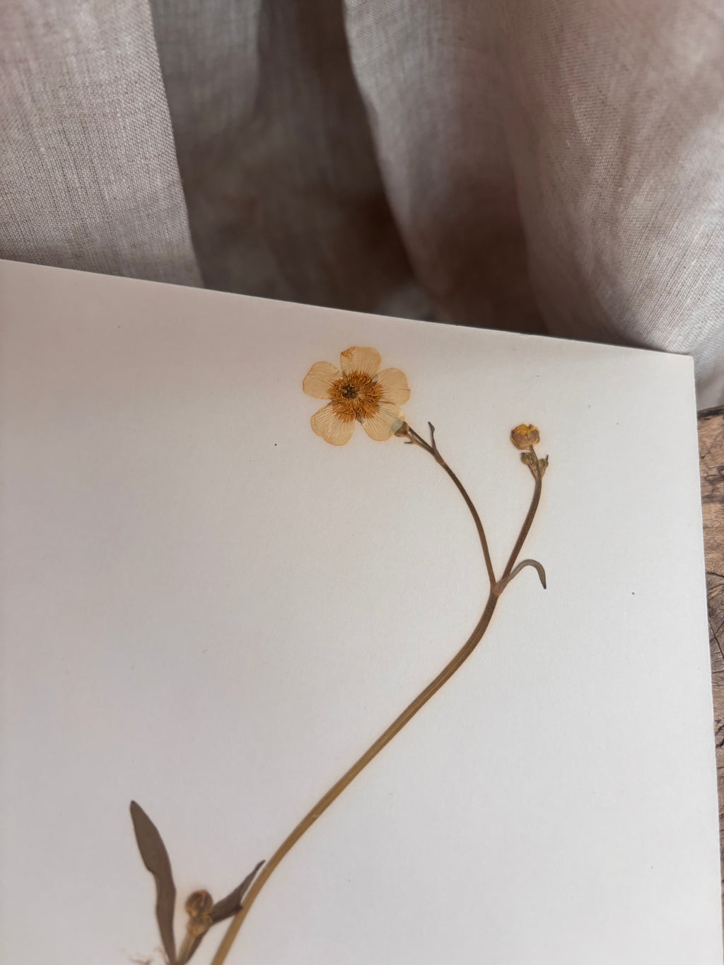 Vintage Pressed Swedish Herbarium E.7. Smörblomma (Buttercup)