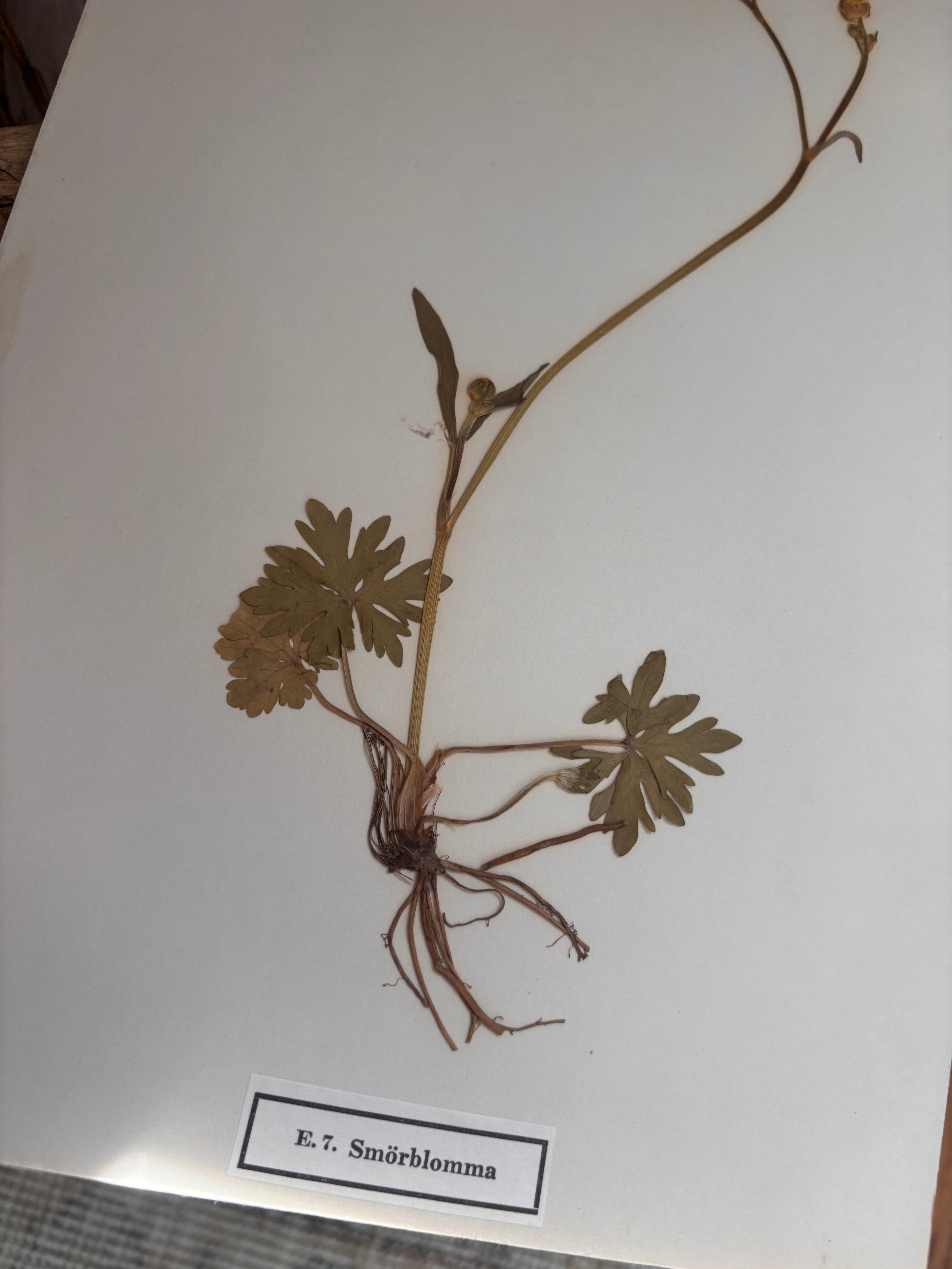 Vintage Pressed Swedish Herbarium E.7. Smörblomma (Buttercup)