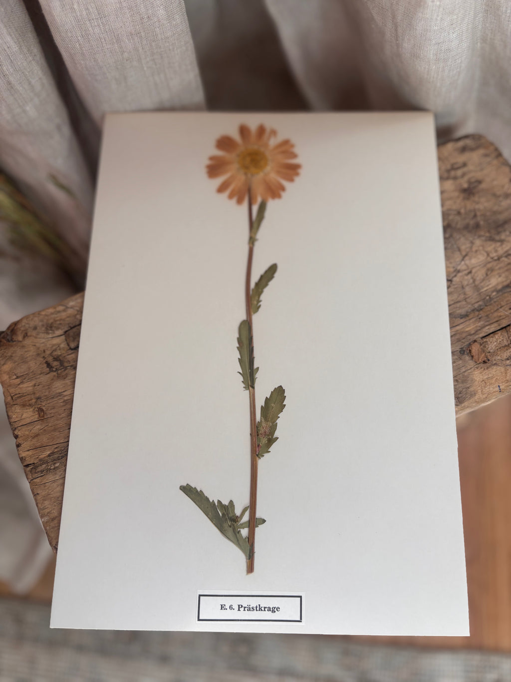 Vintage Pressed Swedish Herbarium E.6. Prästkrage (Oxeye Daisy)
