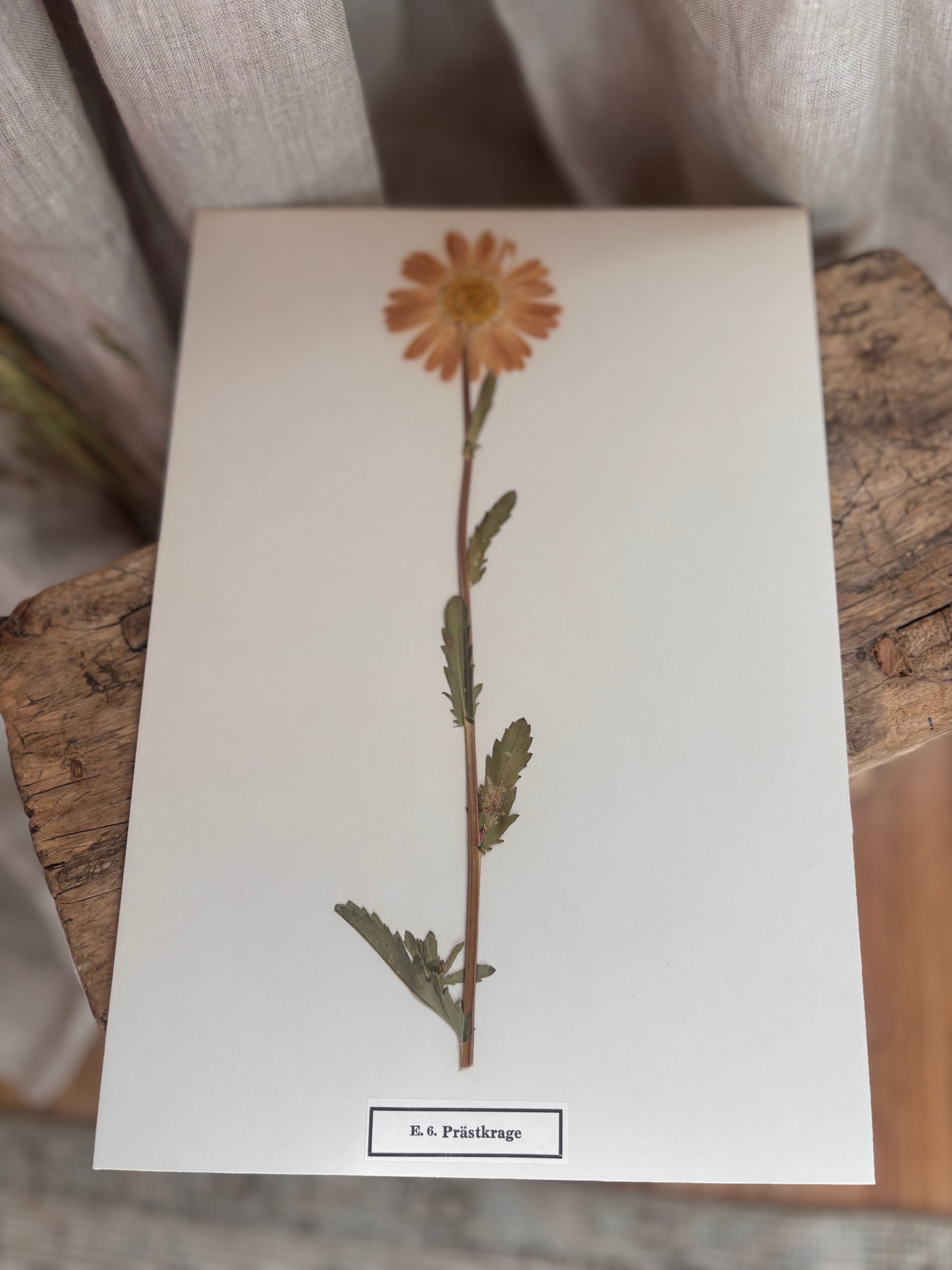 Vintage Pressed Swedish Herbarium E.6. Prästkrage (Oxeye Daisy)