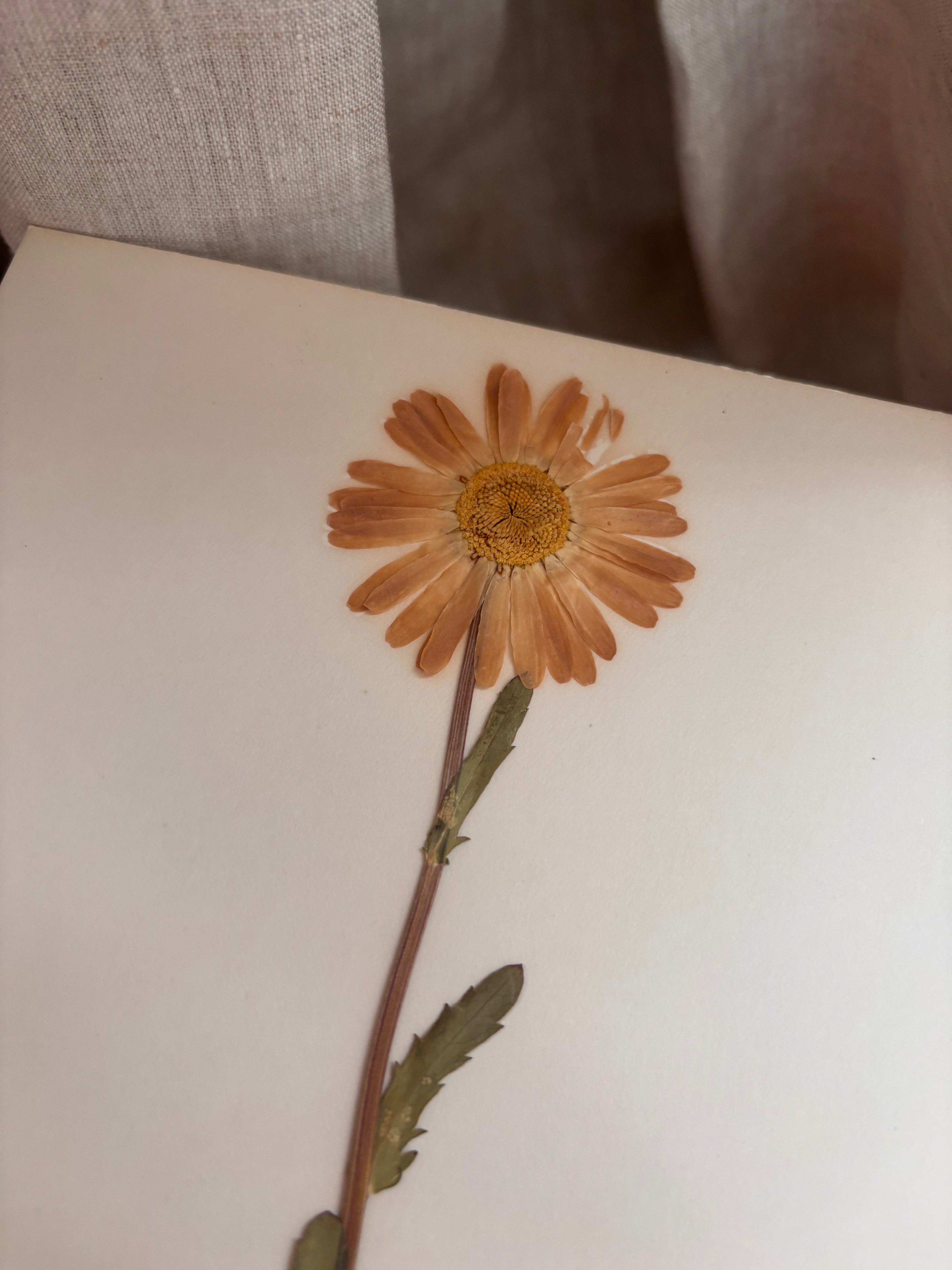 Vintage Pressed Swedish Herbarium E.6. Prästkrage (Oxeye Daisy)