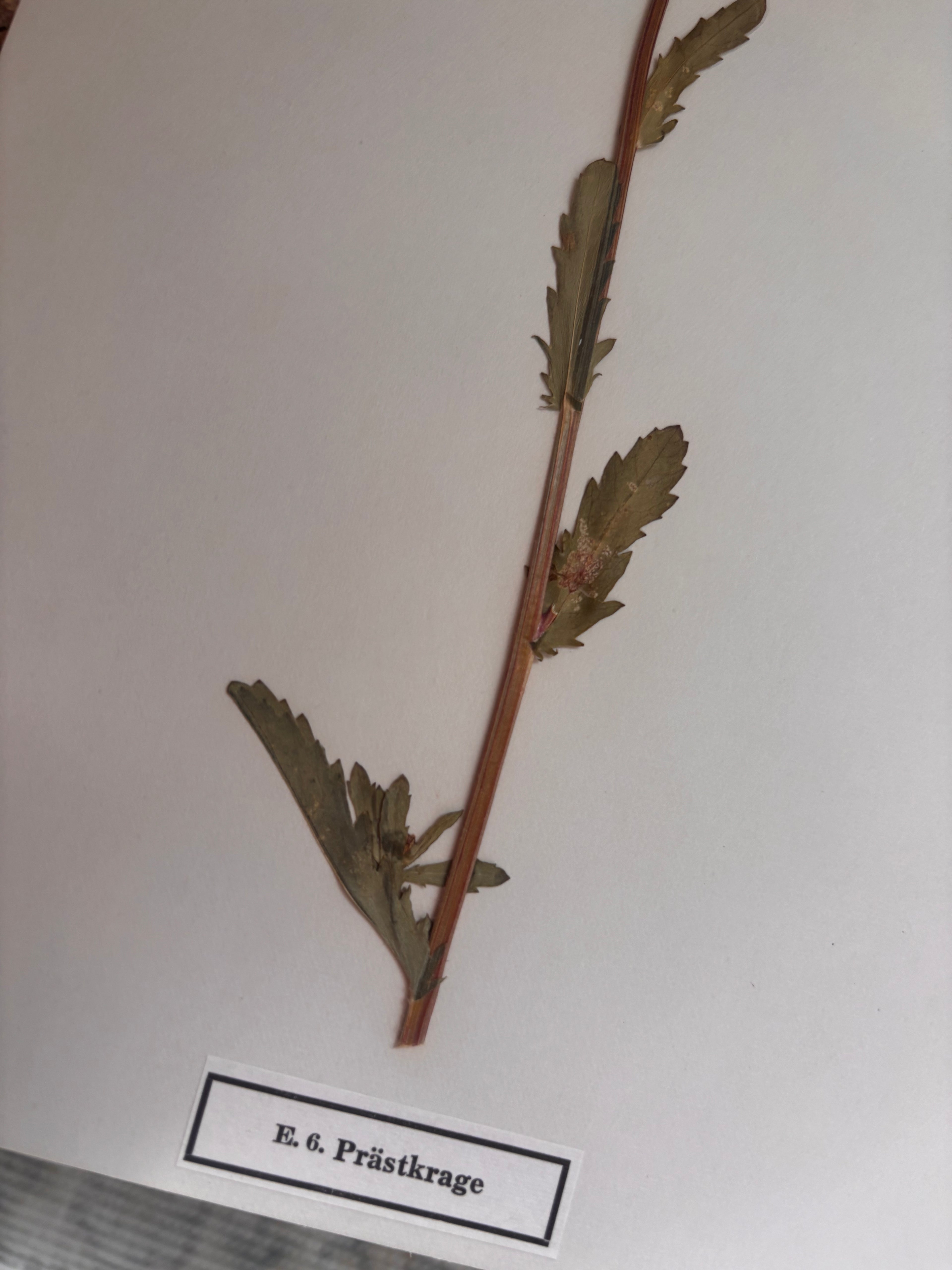 Vintage Pressed Swedish Herbarium E.6. Prästkrage (Oxeye Daisy)