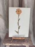 Vintage Pressed Swedish Herbarium E.6. Prästkrage (Oxeye Daisy)