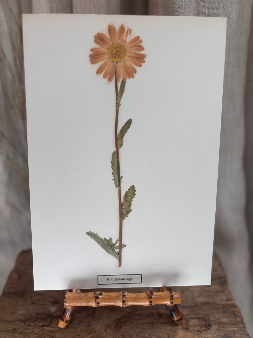 Vintage Pressed Swedish Herbarium E.6. Prästkrage (Oxeye Daisy)