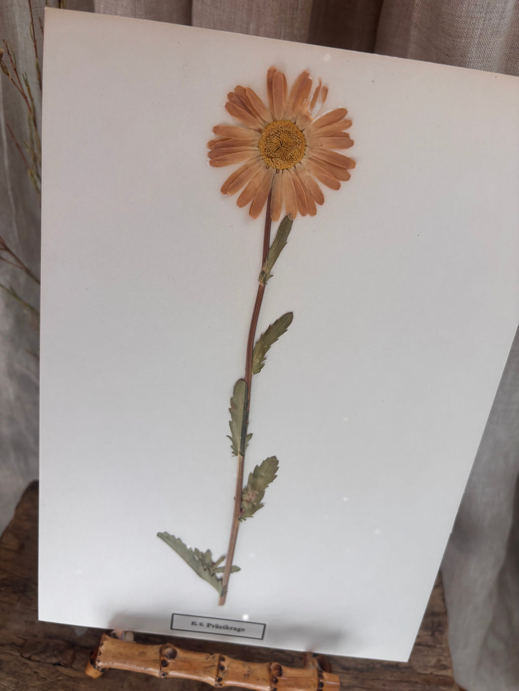 Vintage Pressed Swedish Herbarium E.6. Prästkrage (Oxeye Daisy)
