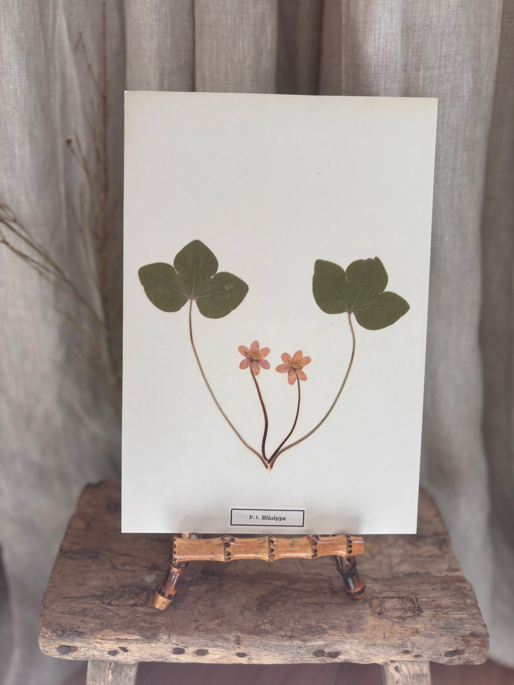 Vintage Pressed Swedish Herbarium F.1. Blåsippa (Liverleaf)
