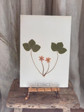 Vintage Pressed Swedish Herbarium F.1. Blåsippa (Liverleaf)