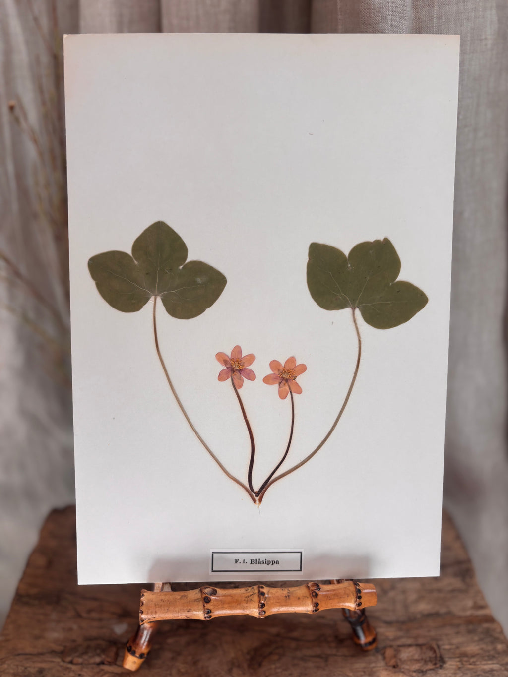 Vintage Pressed Swedish Herbarium F.1. Blåsippa (Liverleaf)
