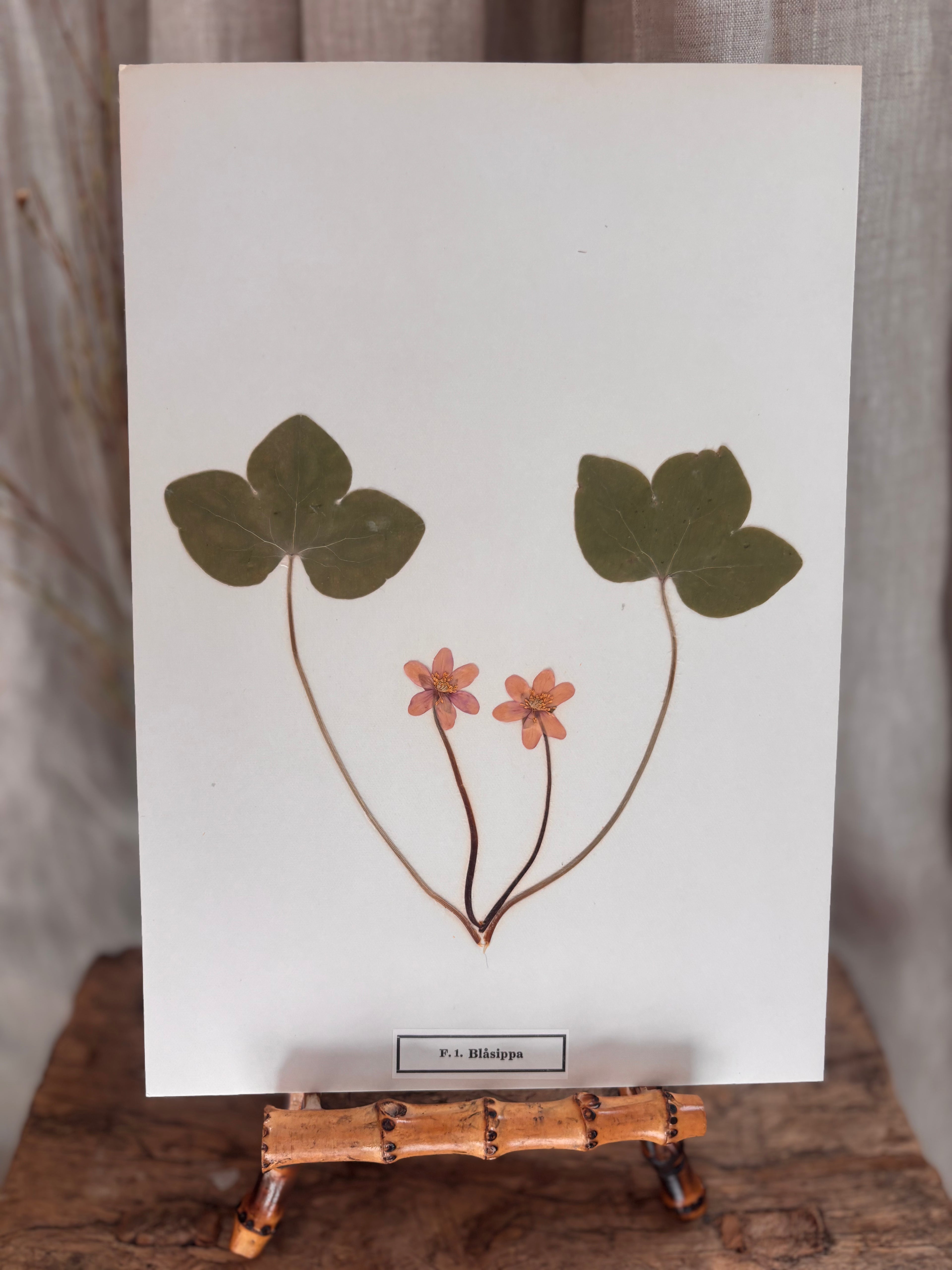 Vintage Pressed Swedish Herbarium F.1. Blåsippa (Liverleaf)