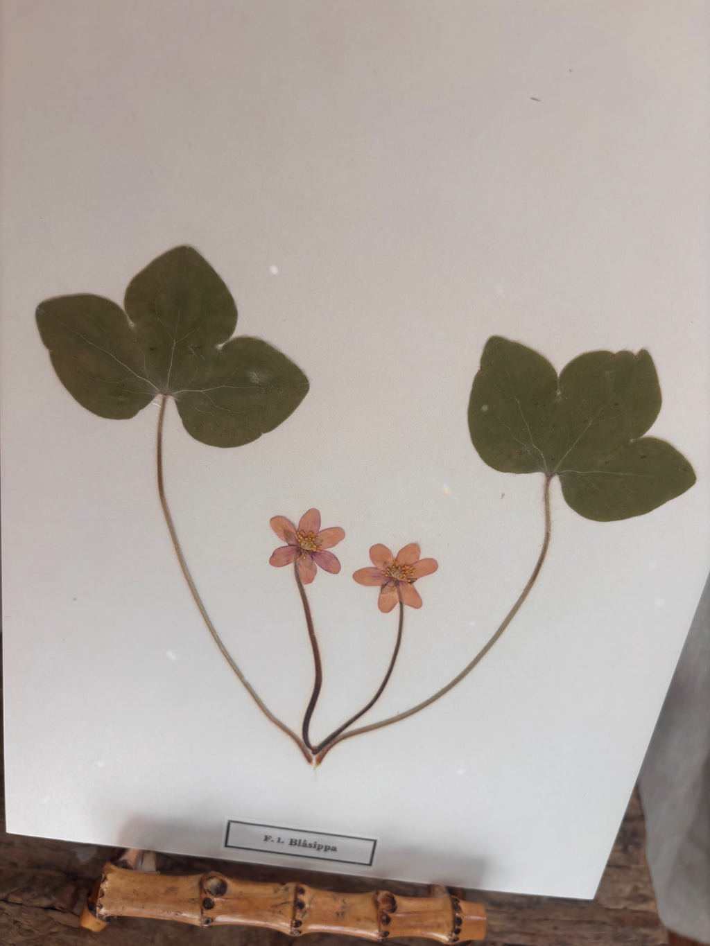 Vintage Pressed Swedish Herbarium F.1. Blåsippa (Liverleaf)