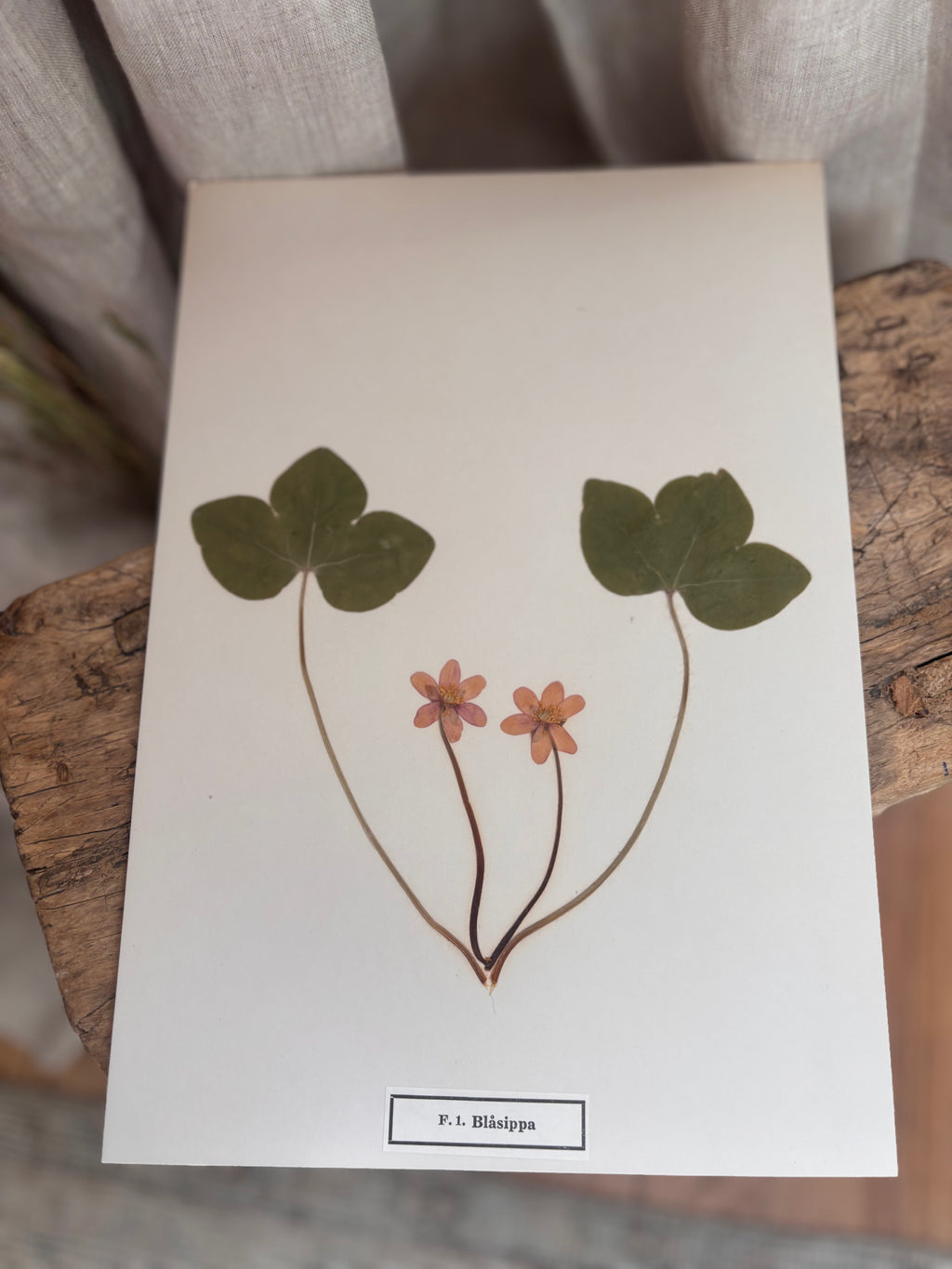 Vintage Pressed Swedish Herbarium F.1. Blåsippa (Liverleaf)