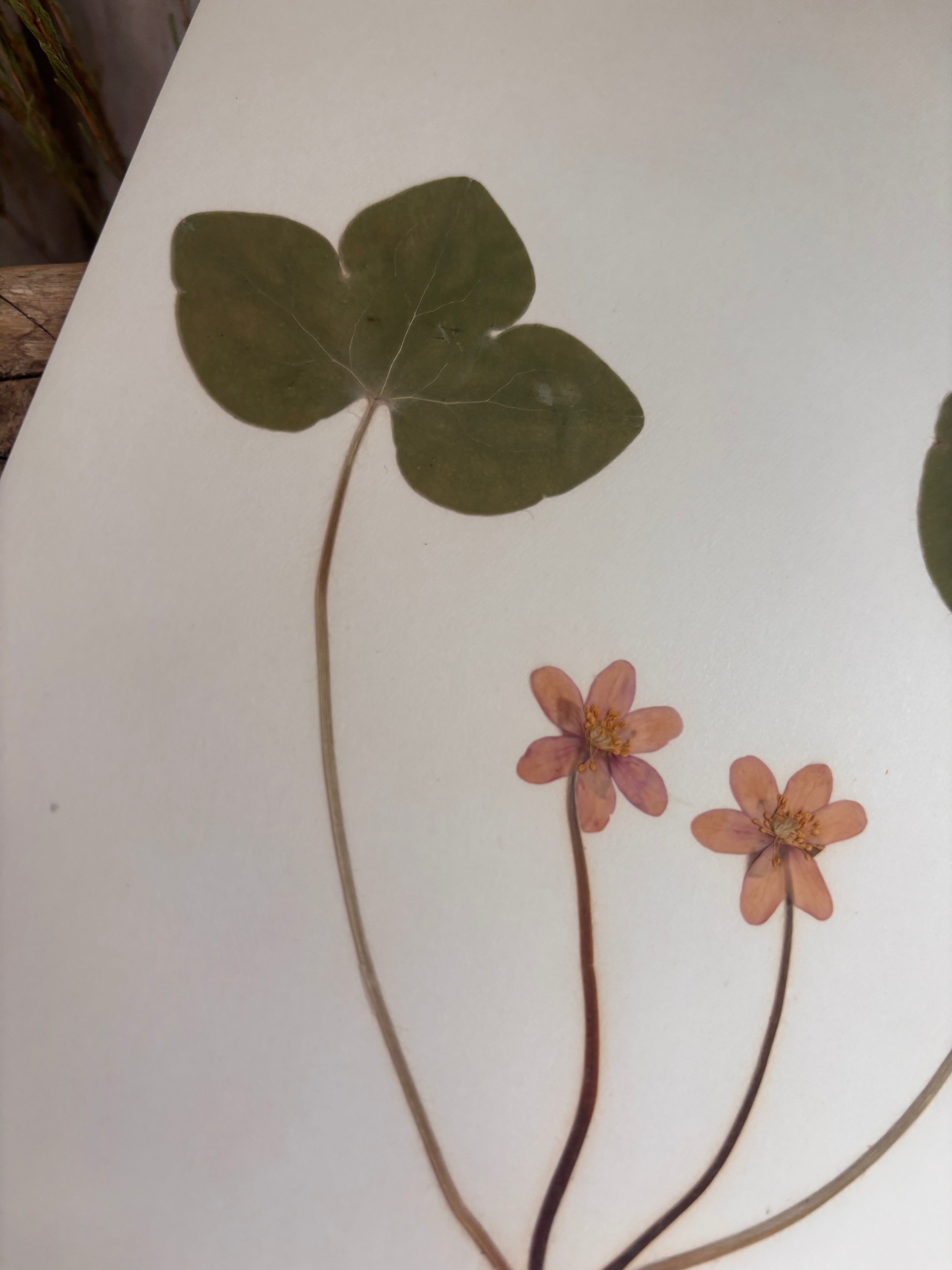 Vintage Pressed Swedish Herbarium F.1. Blåsippa (Liverleaf)