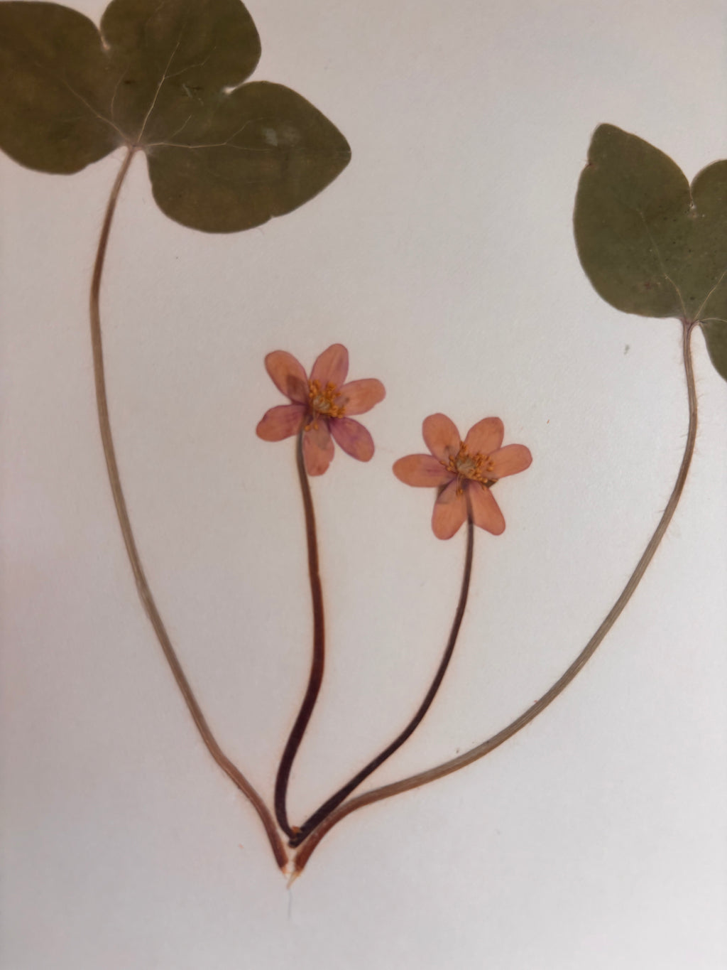 Vintage Pressed Swedish Herbarium F.1. Blåsippa (Liverleaf)