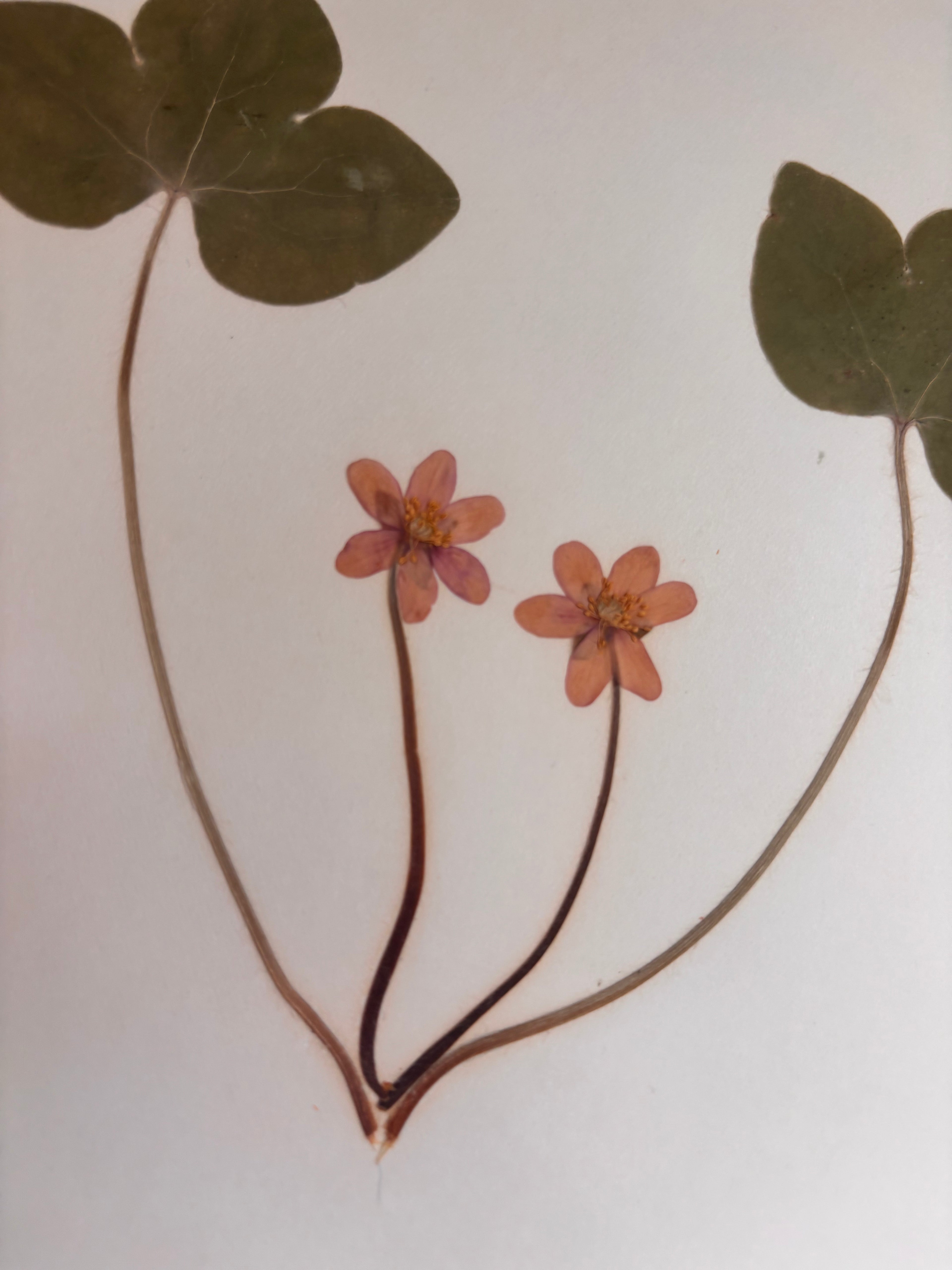 Vintage Pressed Swedish Herbarium F.1. Blåsippa (Liverleaf)
