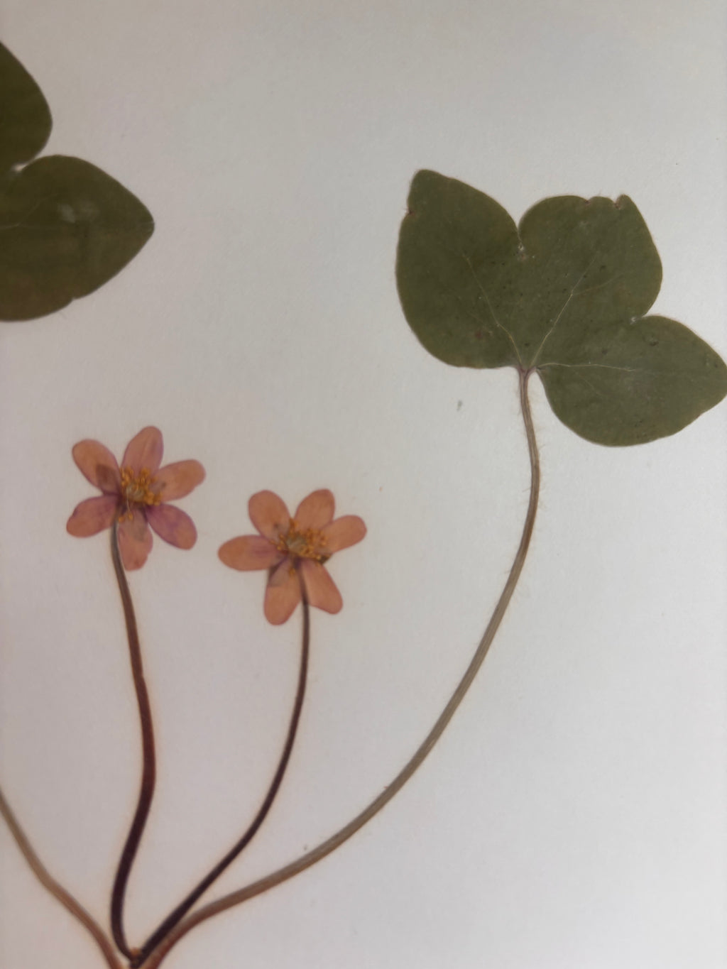 Vintage Pressed Swedish Herbarium F.1. Blåsippa (Liverleaf)