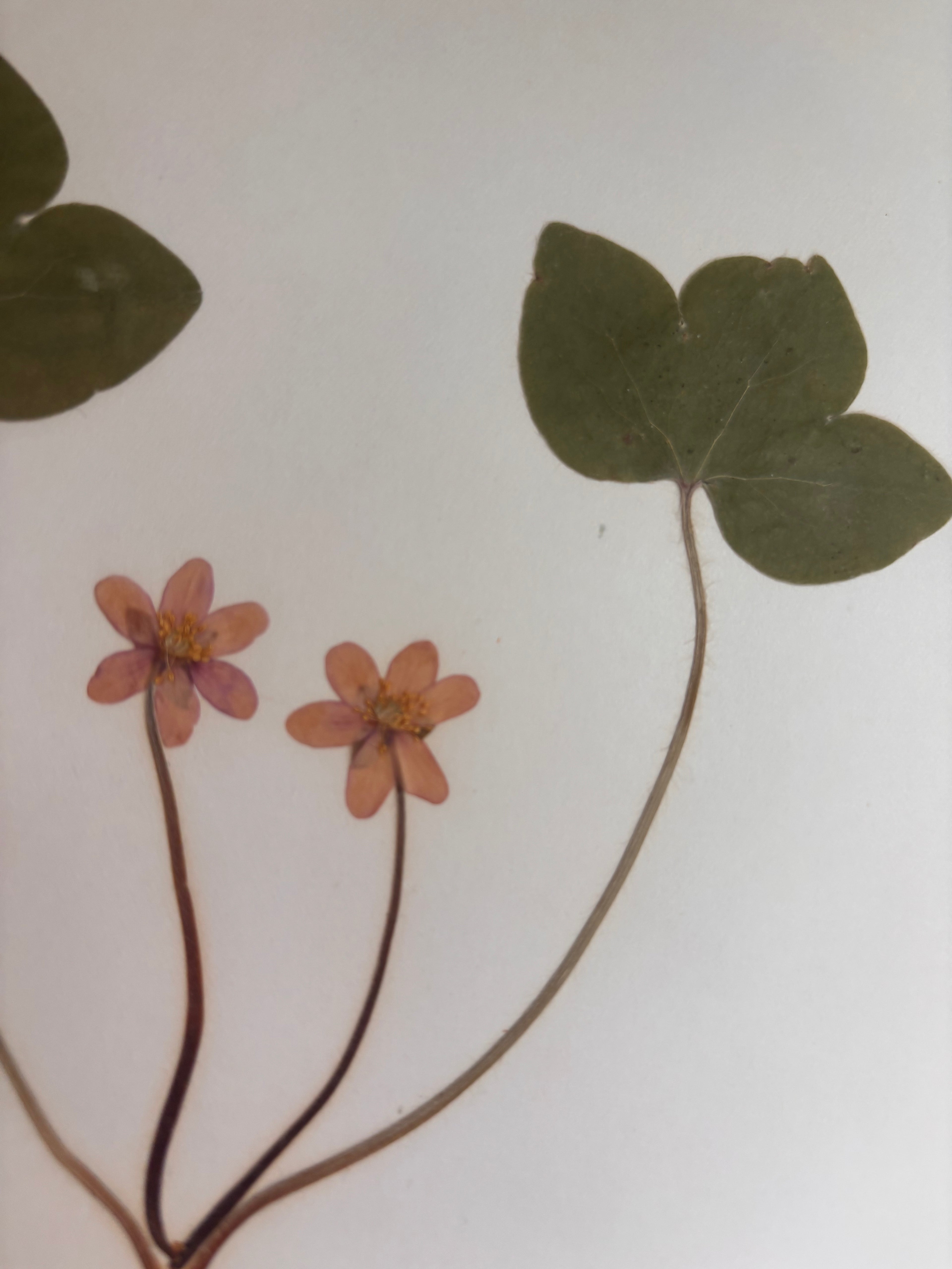 Vintage Pressed Swedish Herbarium F.1. Blåsippa (Liverleaf)