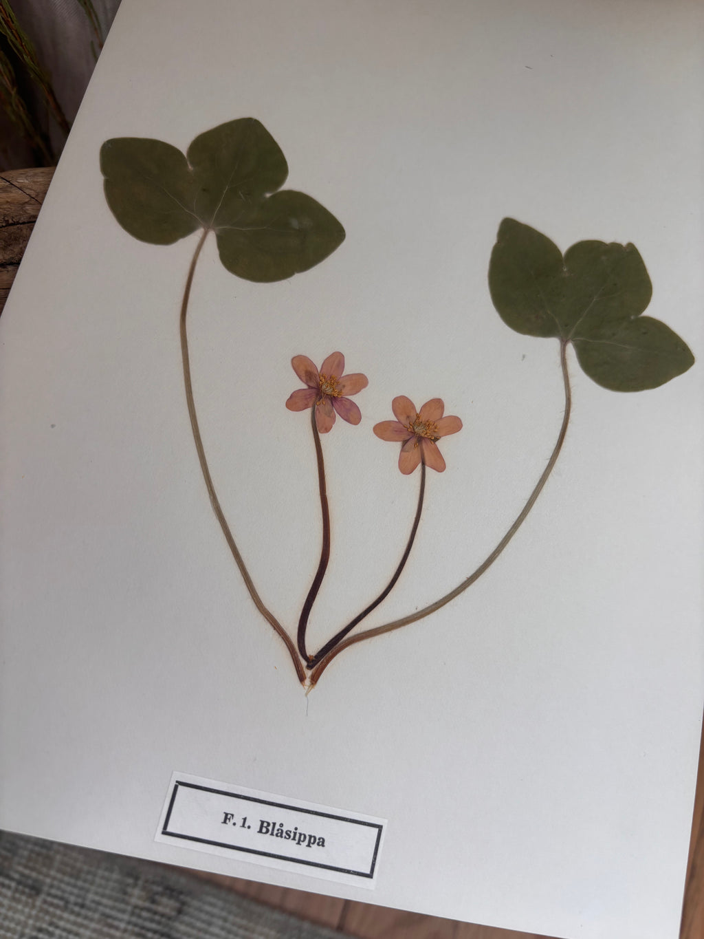 Vintage Pressed Swedish Herbarium F.1. Blåsippa (Liverleaf)