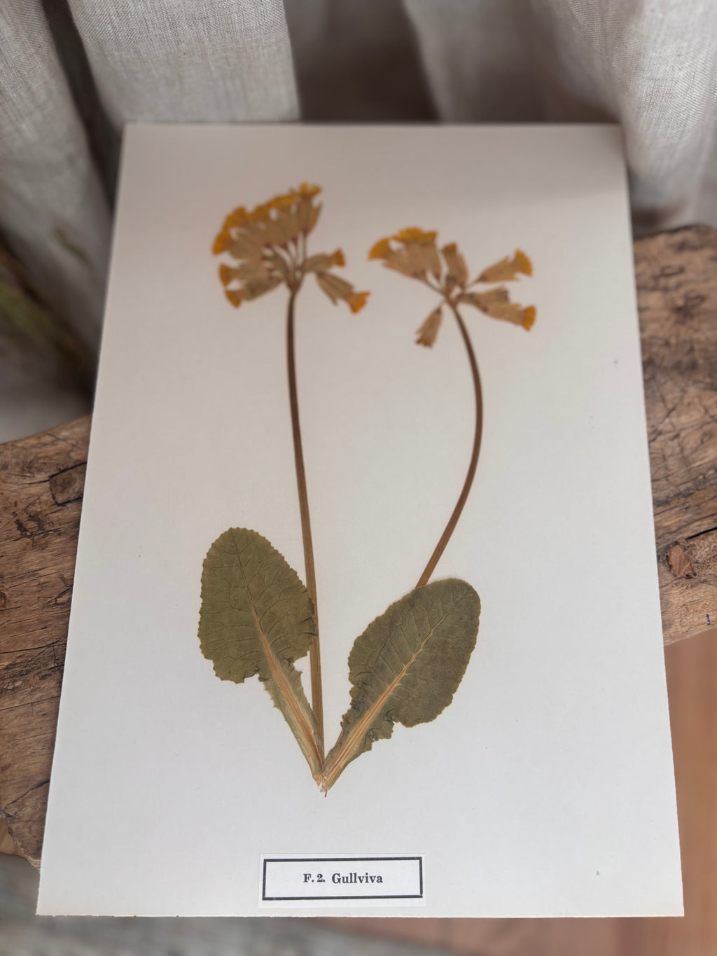 Vintage Pressed Swedish Herbarium F.2. Gullviva (Cowslip)