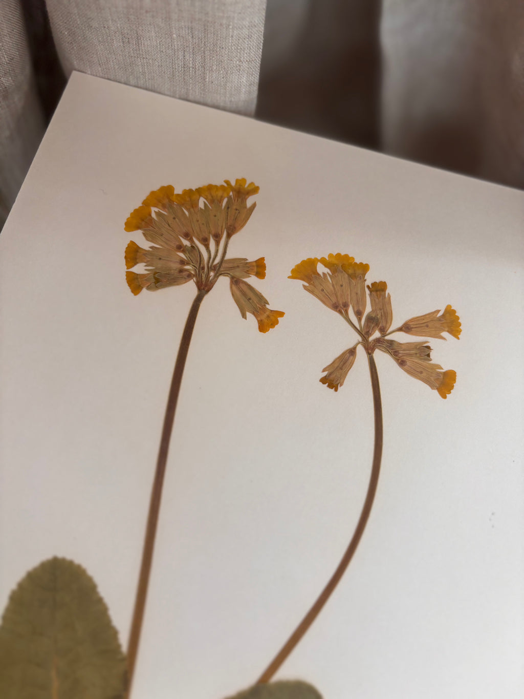 Vintage Pressed Swedish Herbarium F.2. Gullviva (Cowslip)