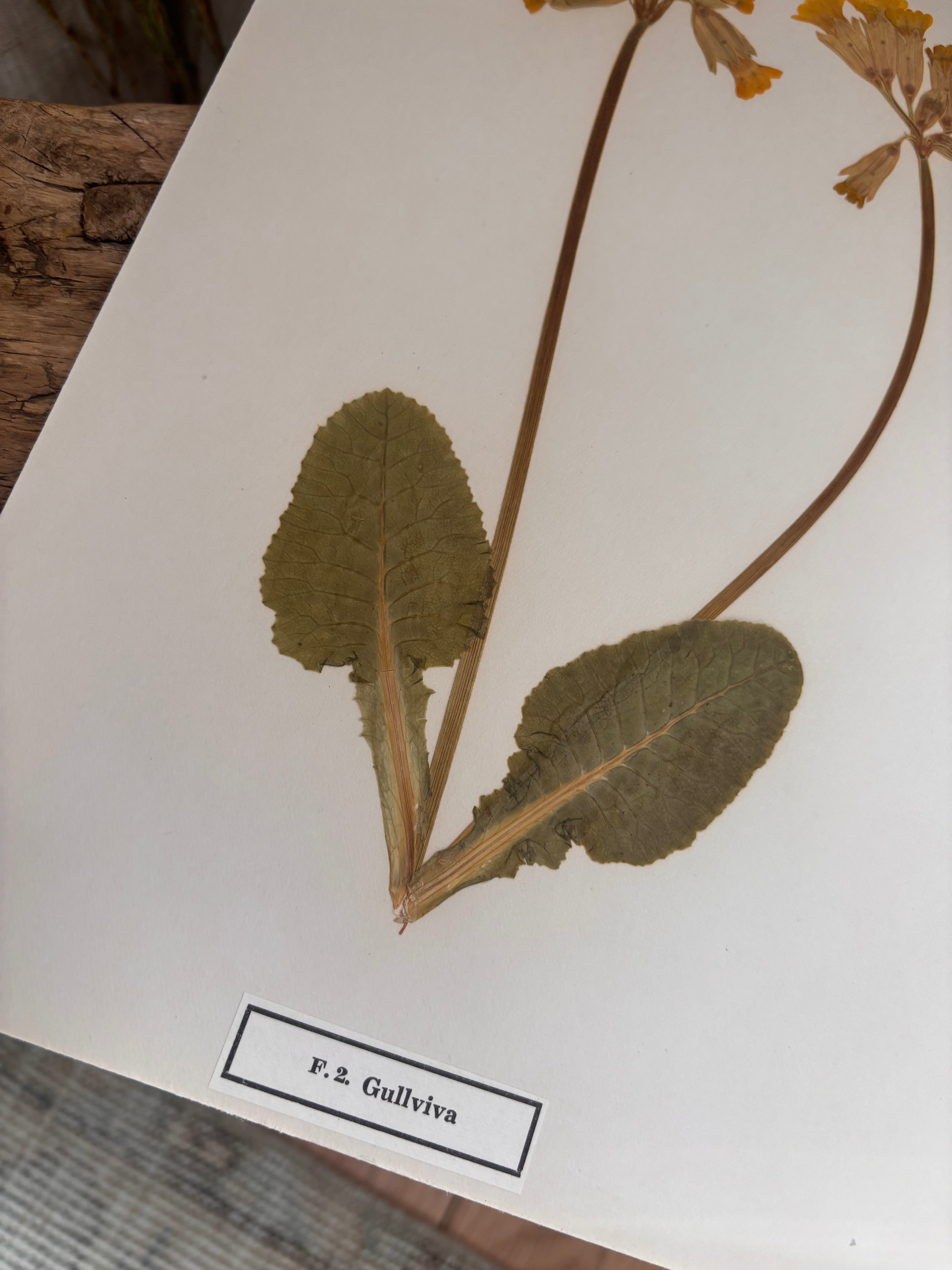 Vintage Pressed Swedish Herbarium F.2. Gullviva (Cowslip)