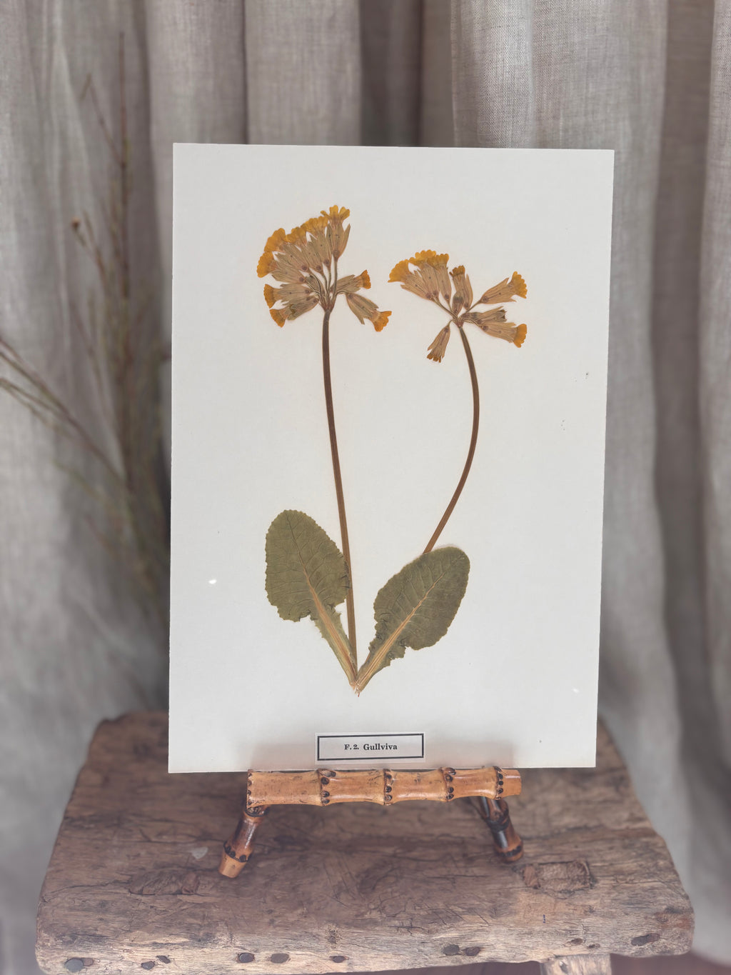 Vintage Pressed Swedish Herbarium F.2. Gullviva (Cowslip)