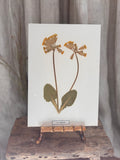 Vintage Pressed Swedish Herbarium F.2. Gullviva (Cowslip)