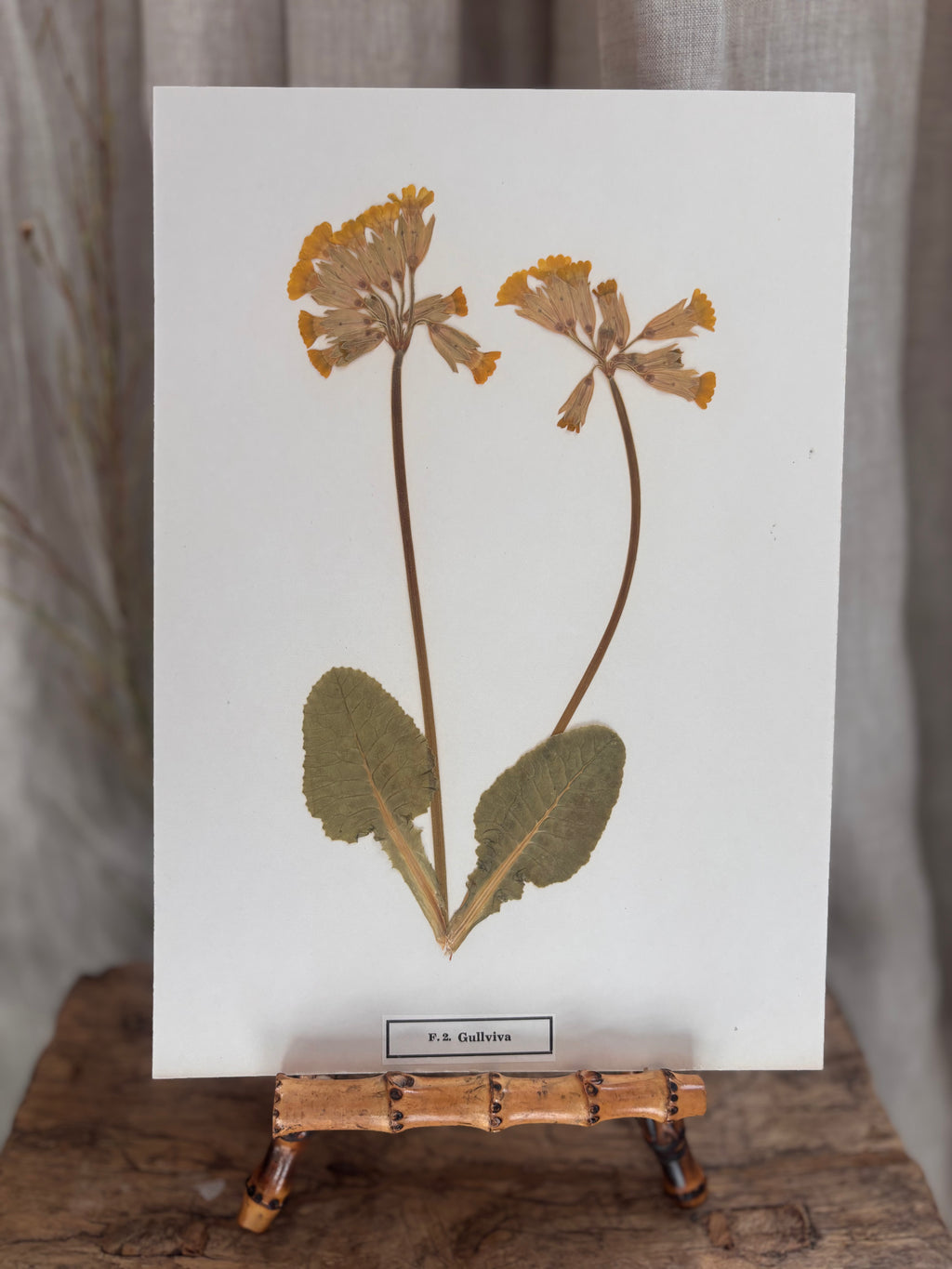 Vintage Pressed Swedish Herbarium F.2. Gullviva (Cowslip)