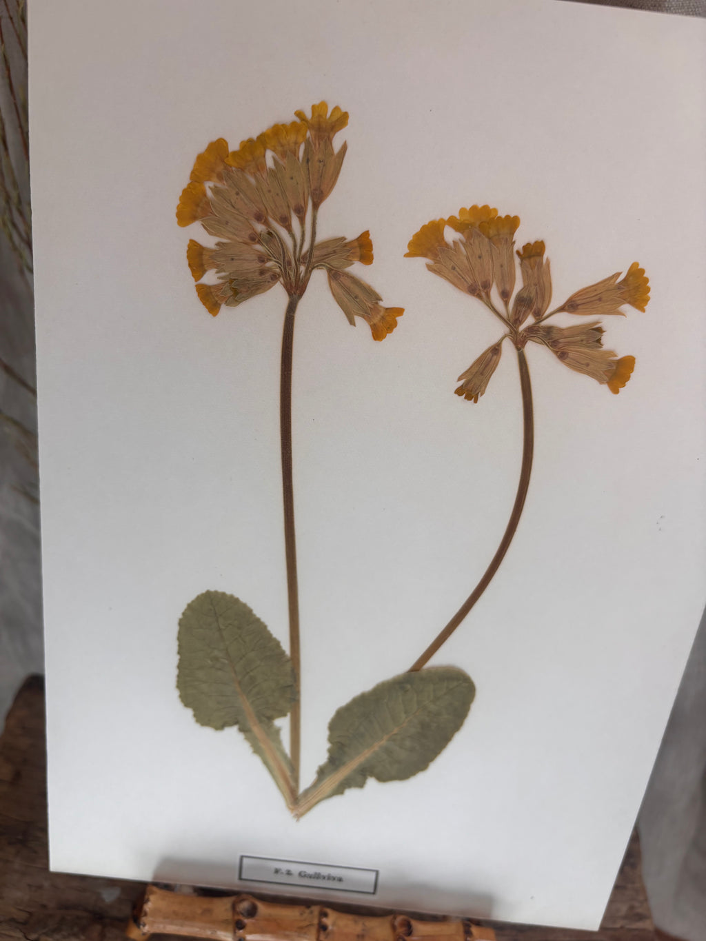 Vintage Pressed Swedish Herbarium F.2. Gullviva (Cowslip)
