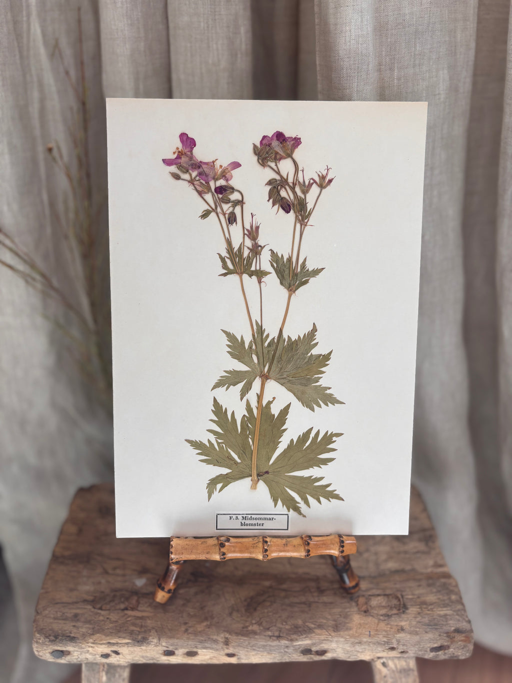 Vintage Pressed Swedish Herbarium F.3. Midsommarblomster (Wood Cranesbill)