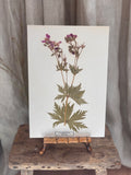 Vintage Pressed Swedish Herbarium F.3. Midsommarblomster (Wood Cranesbill)