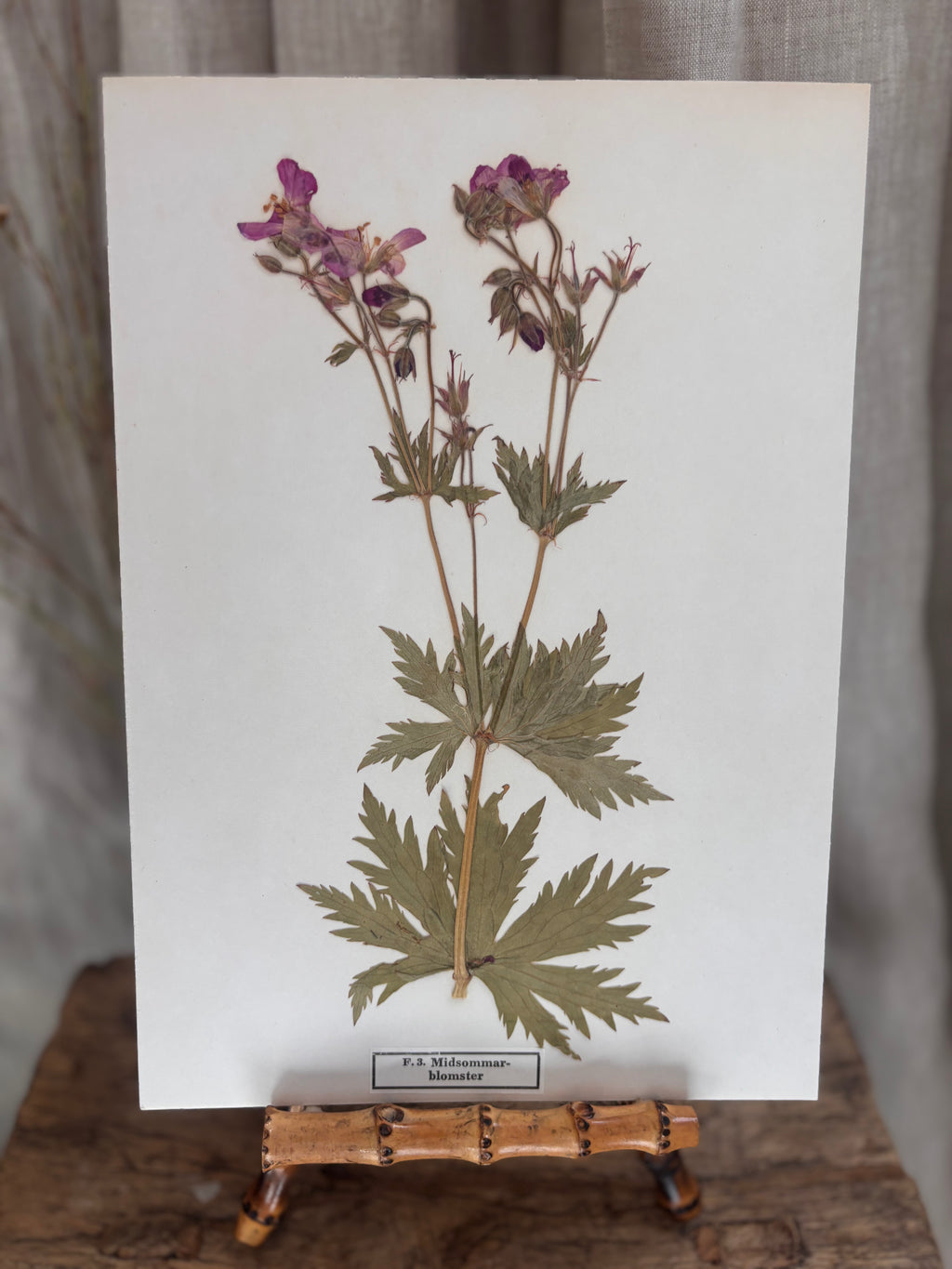 Vintage Pressed Swedish Herbarium F.3. Midsommarblomster (Wood Cranesbill)