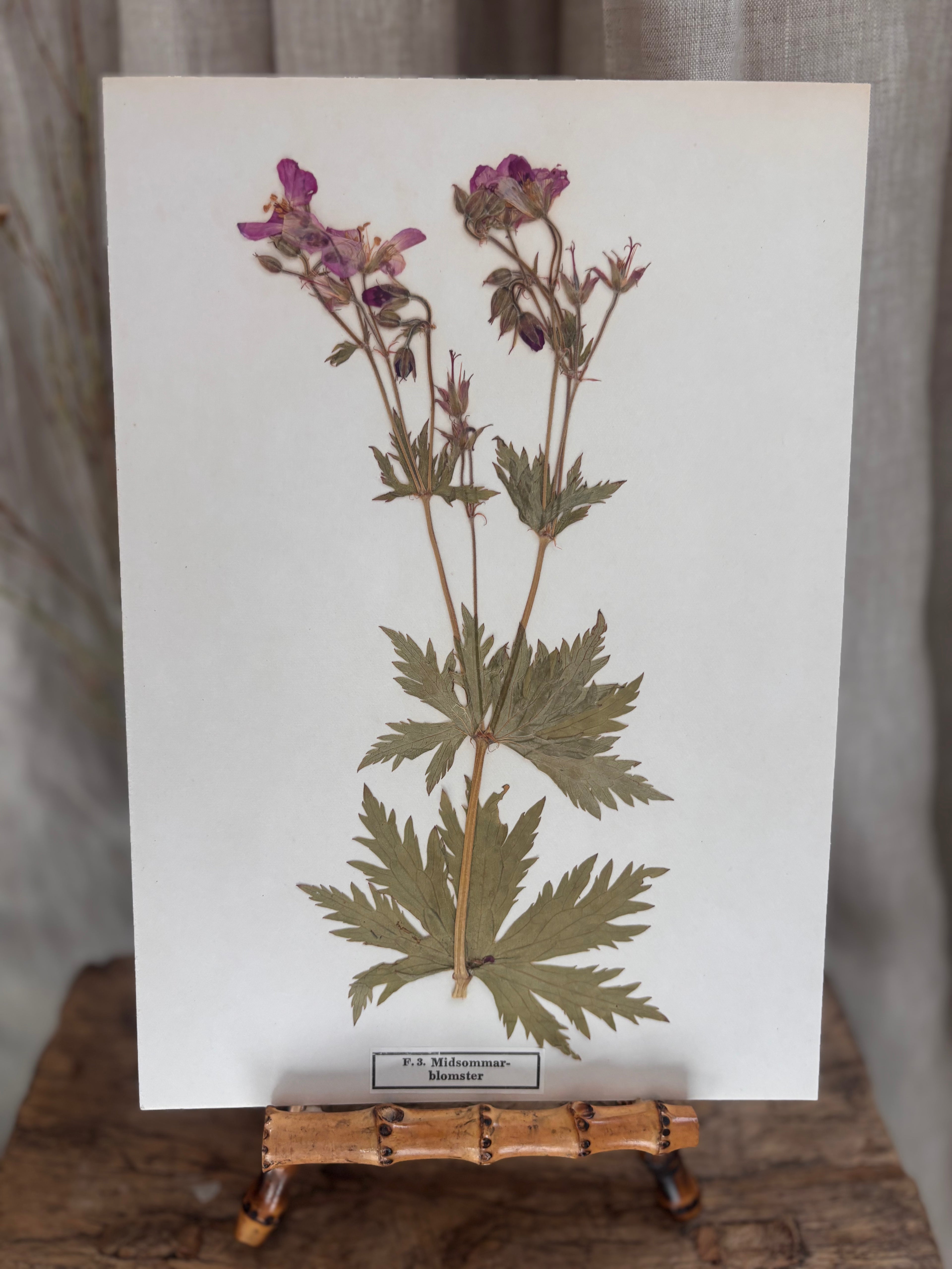 Vintage Pressed Swedish Herbarium F.3. Midsommarblomster (Wood Cranesbill)