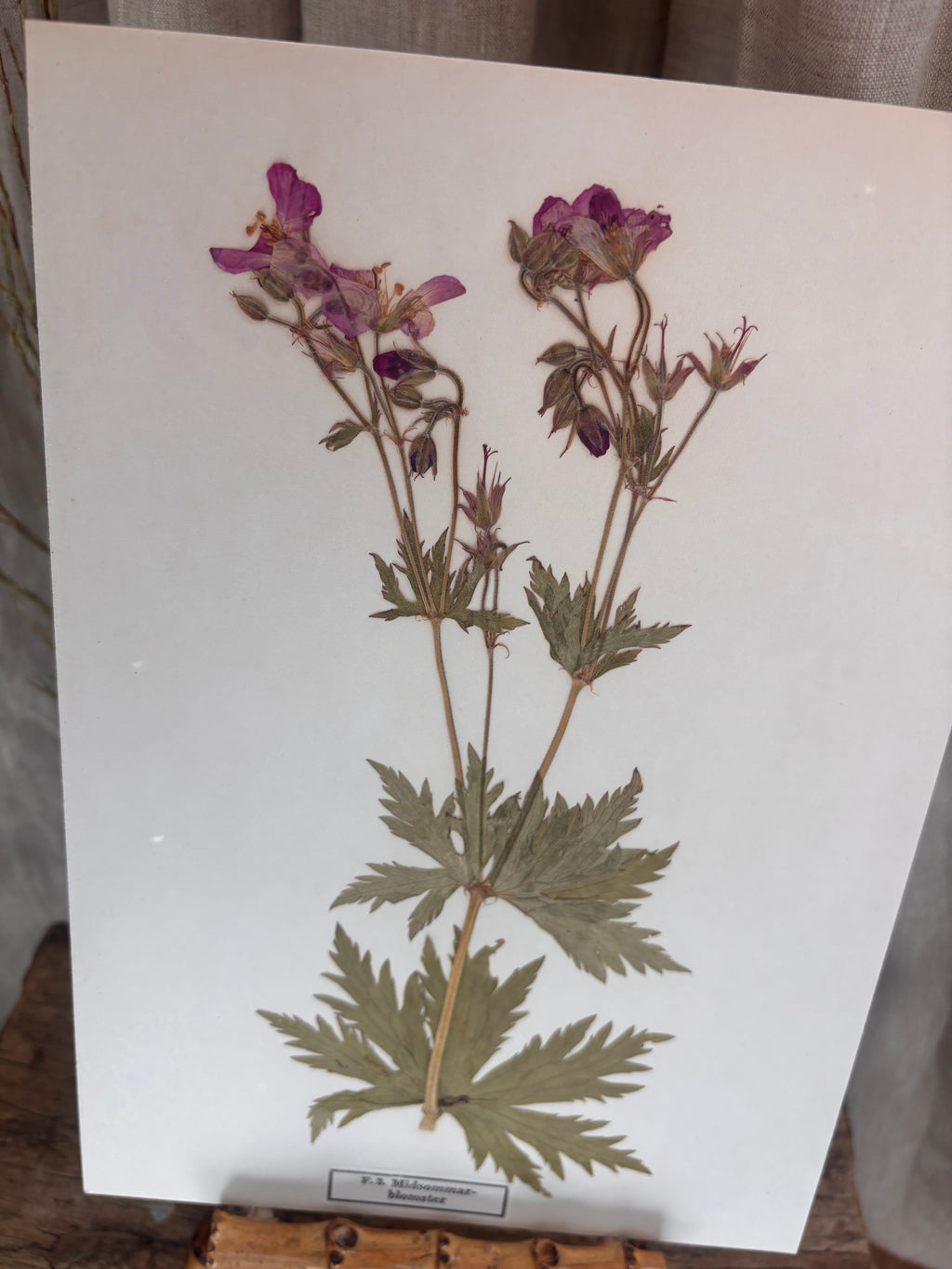 Vintage Pressed Swedish Herbarium F.3. Midsommarblomster (Wood Cranesbill)