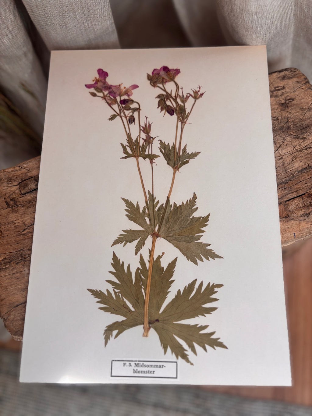 Vintage Pressed Swedish Herbarium F.3. Midsommarblomster (Wood Cranesbill)