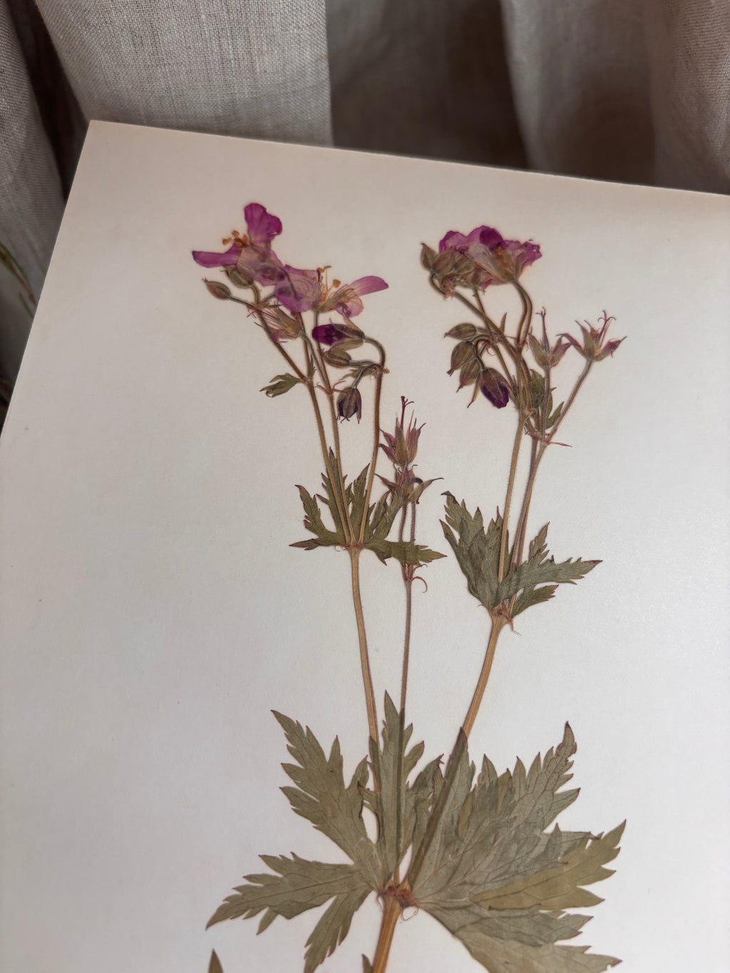 Vintage Pressed Swedish Herbarium F.3. Midsommarblomster (Wood Cranesbill)