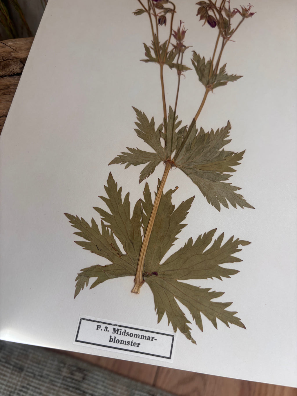 Vintage Pressed Swedish Herbarium F.3. Midsommarblomster (Wood Cranesbill)