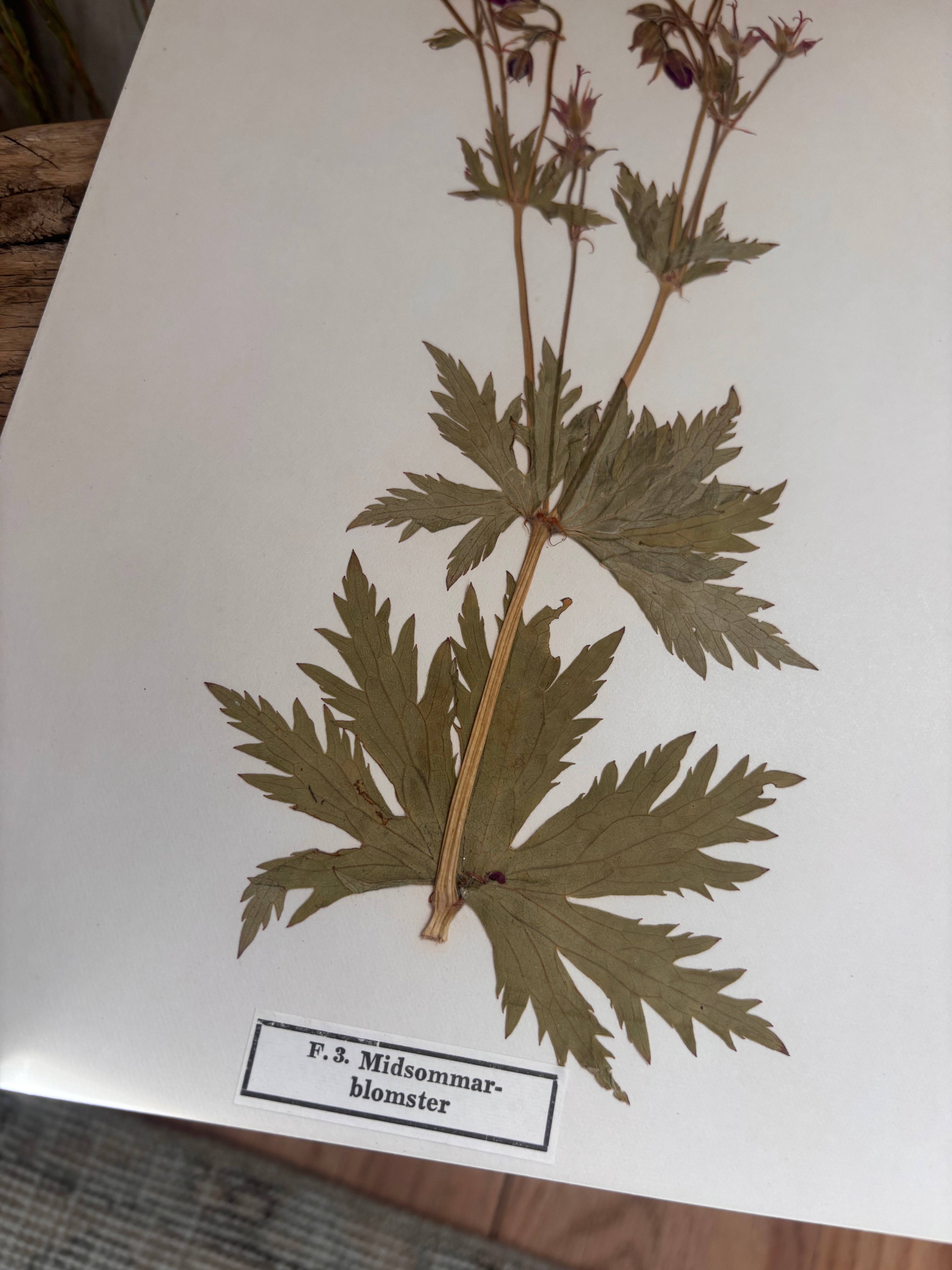 Vintage Pressed Swedish Herbarium F.3. Midsommarblomster (Wood Cranesbill)