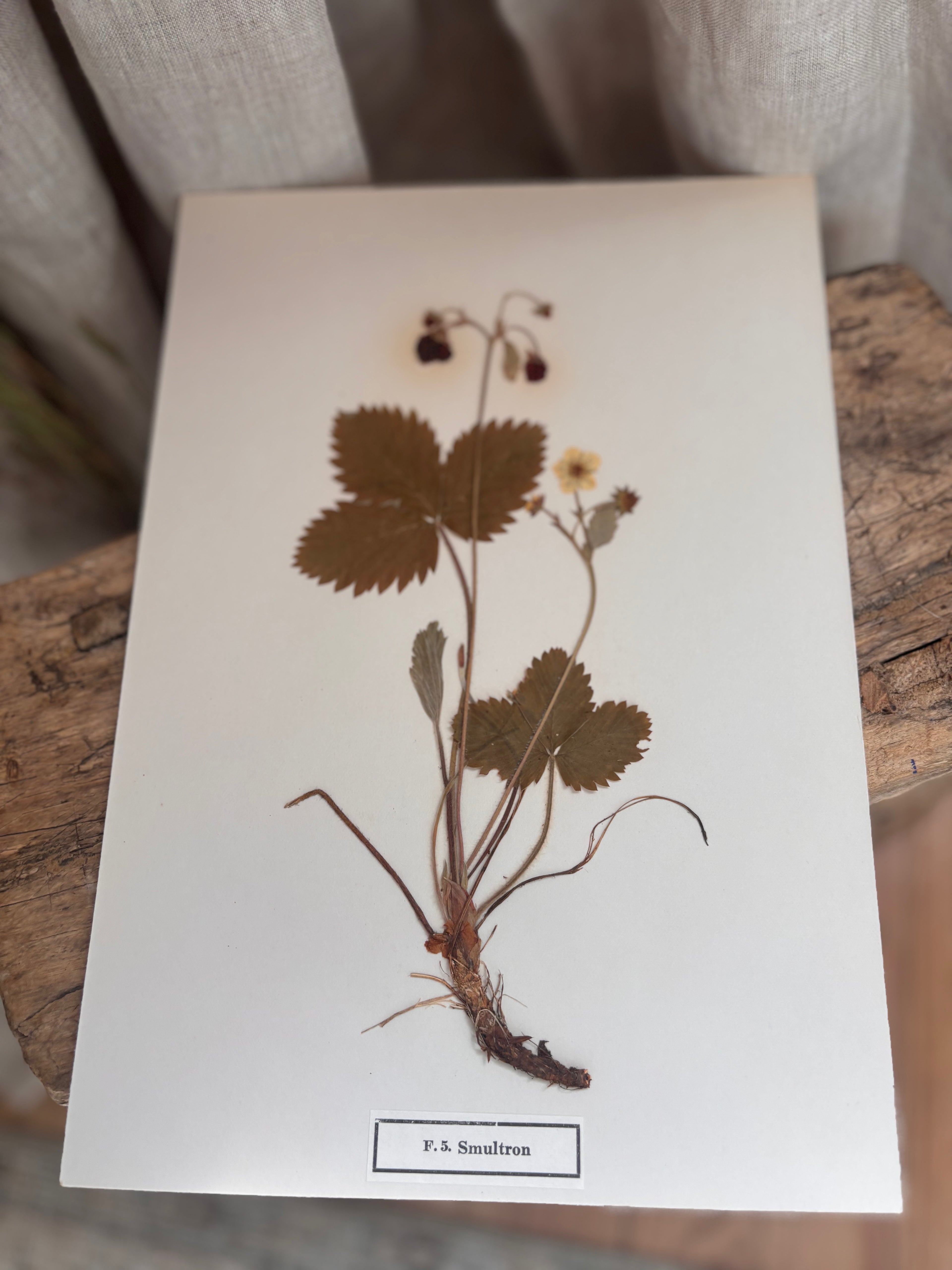 Vintage Pressed Swedish Herbarium F.5. Smultron (Wild Strawberry)