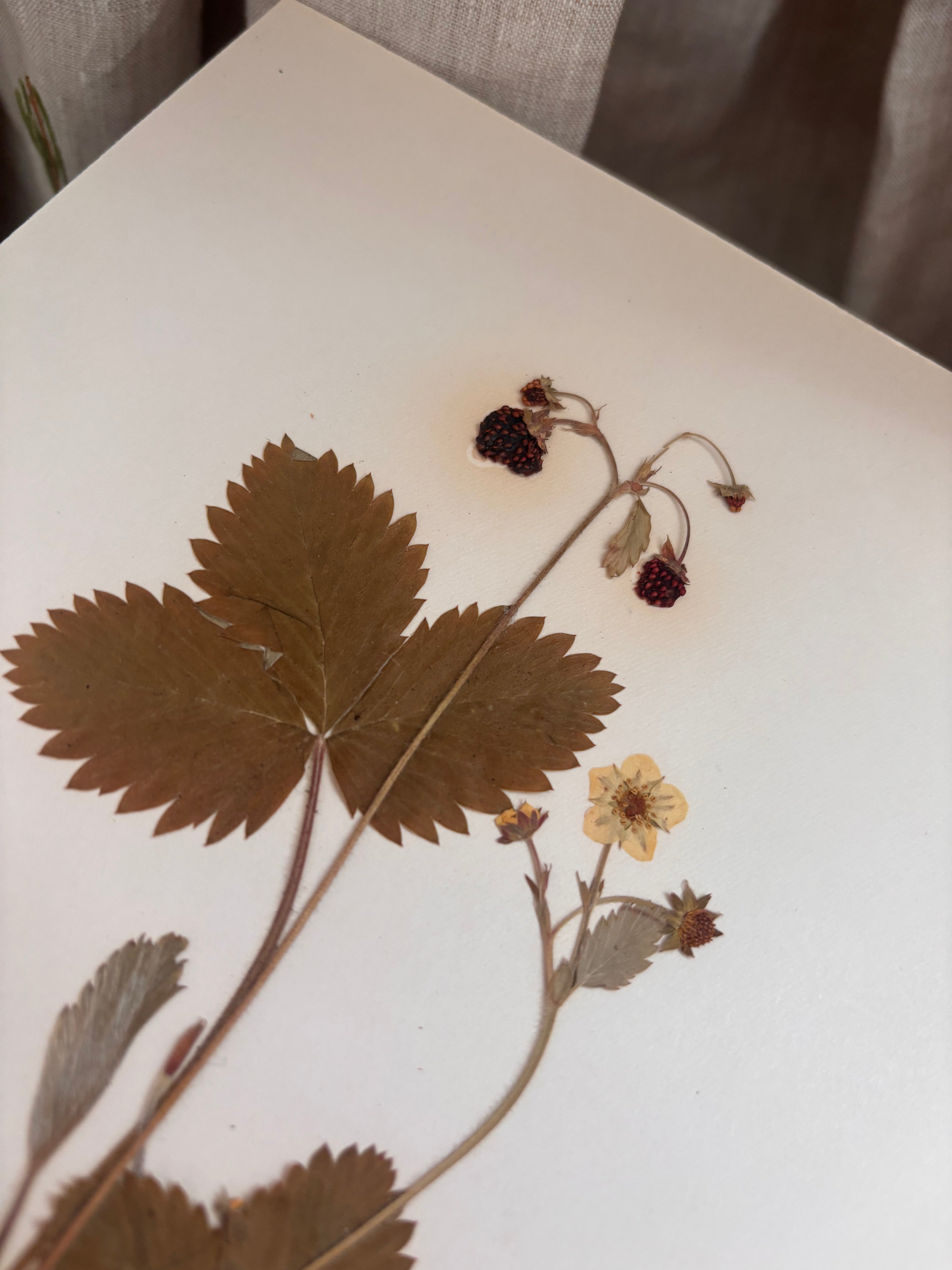 Vintage Pressed Swedish Herbarium F.5. Smultron (Wild Strawberry)
