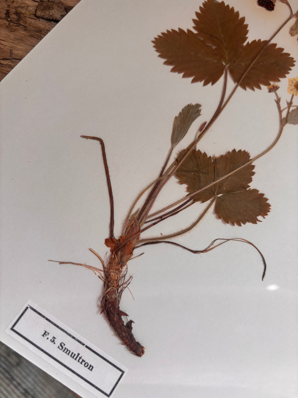 Vintage Pressed Swedish Herbarium F.5. Smultron (Wild Strawberry)