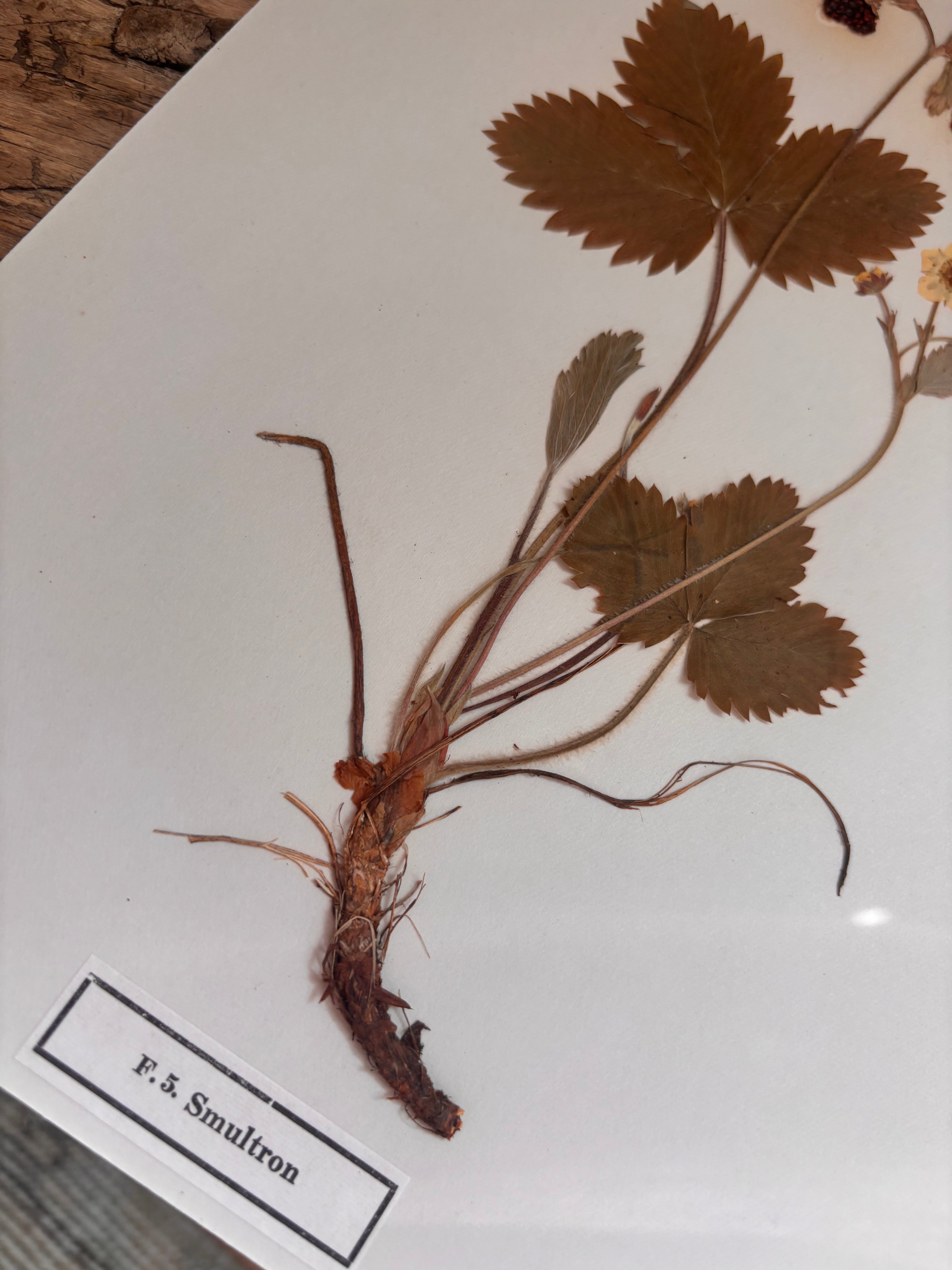 Vintage Pressed Swedish Herbarium F.5. Smultron (Wild Strawberry)