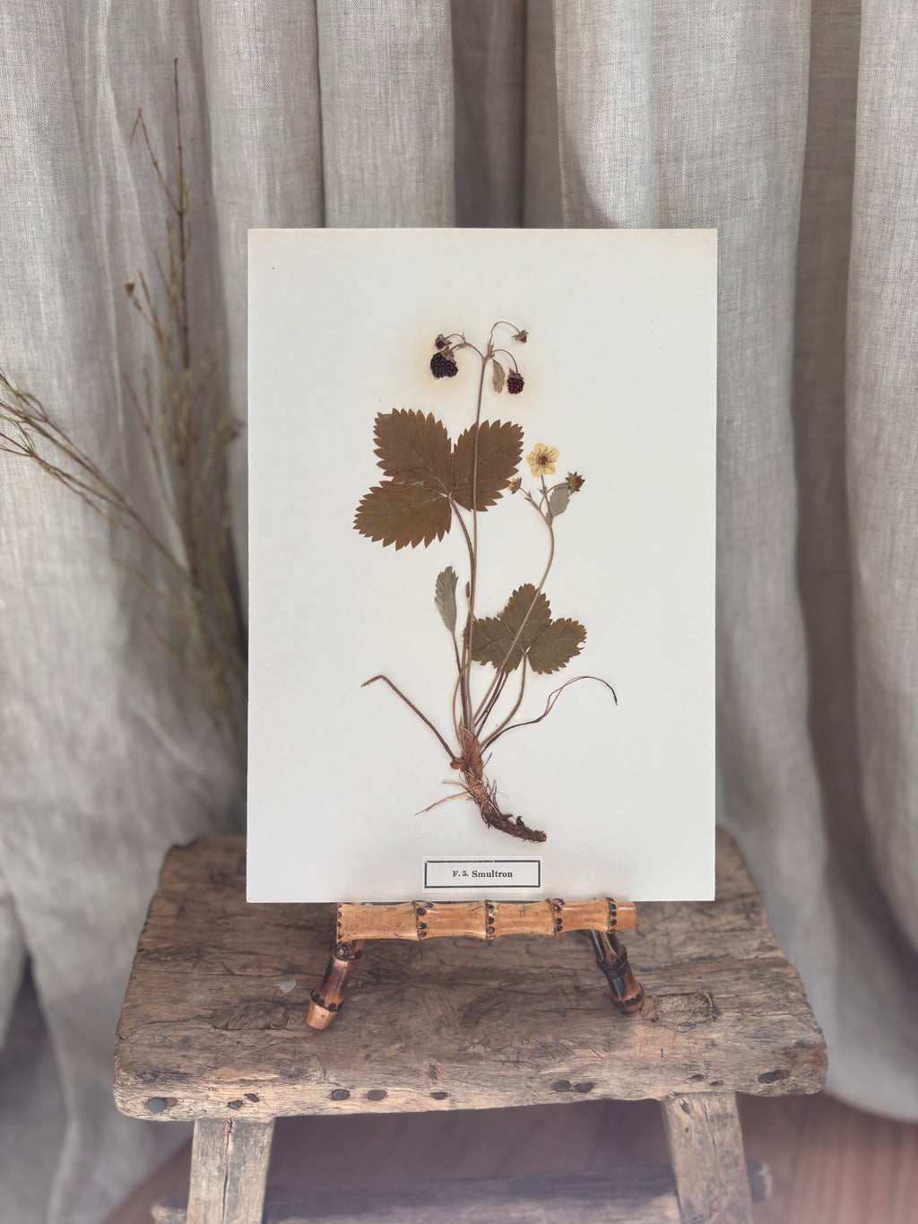Vintage Pressed Swedish Herbarium F.5. Smultron (Wild Strawberry)