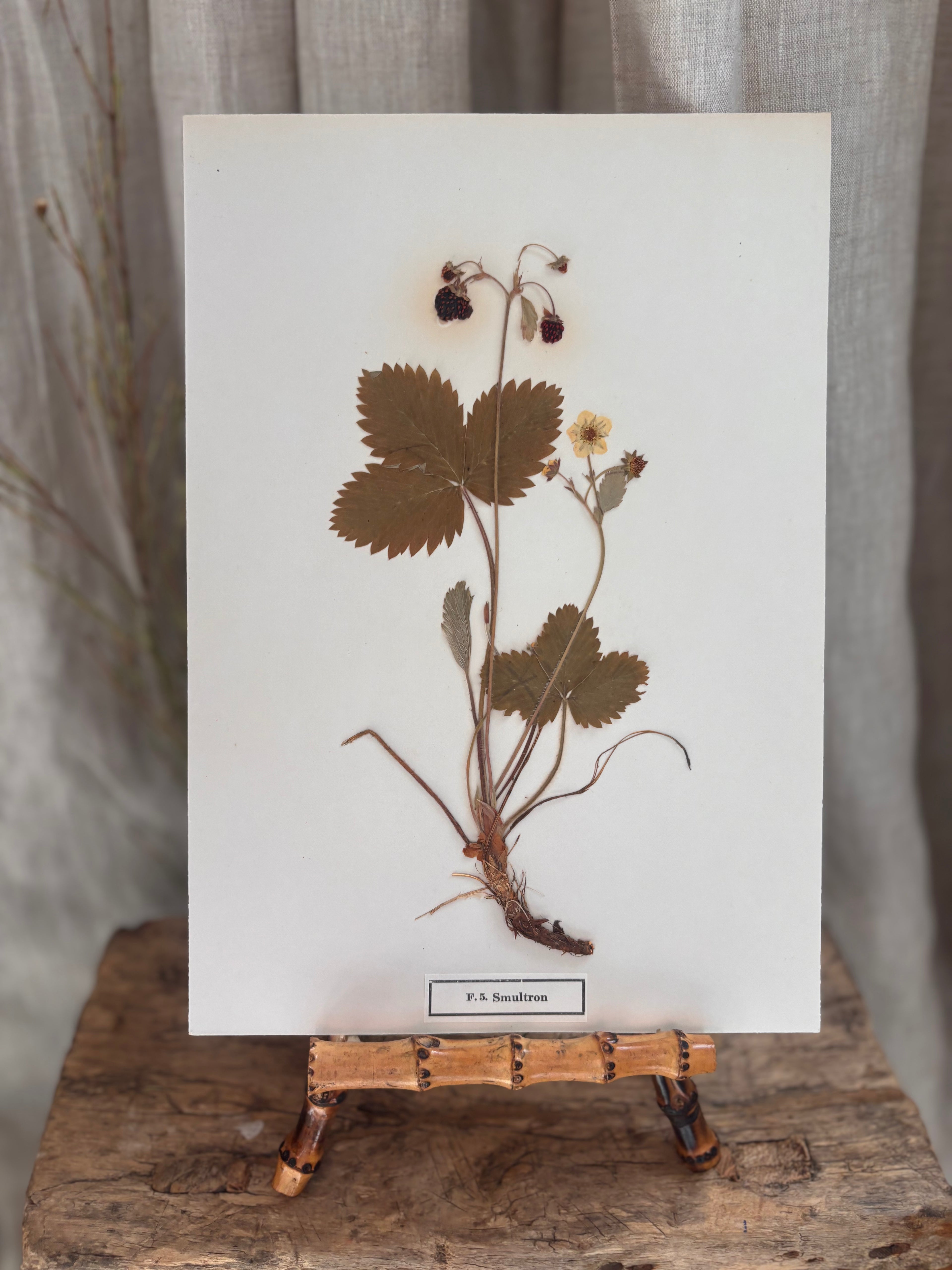 Vintage Pressed Swedish Herbarium F.5. Smultron (Wild Strawberry)