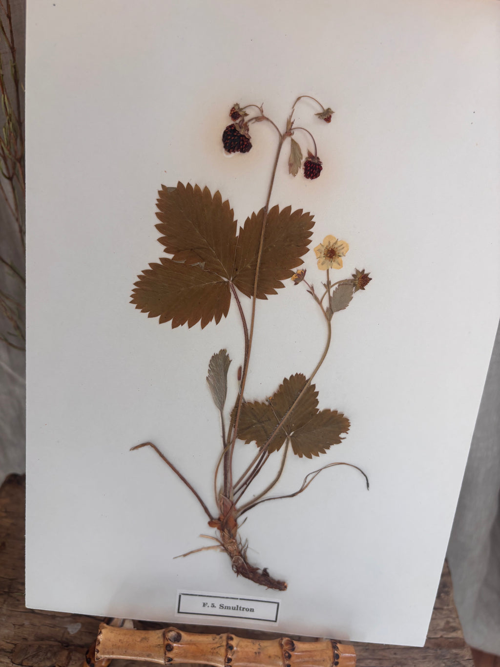 Vintage Pressed Swedish Herbarium F.5. Smultron (Wild Strawberry)